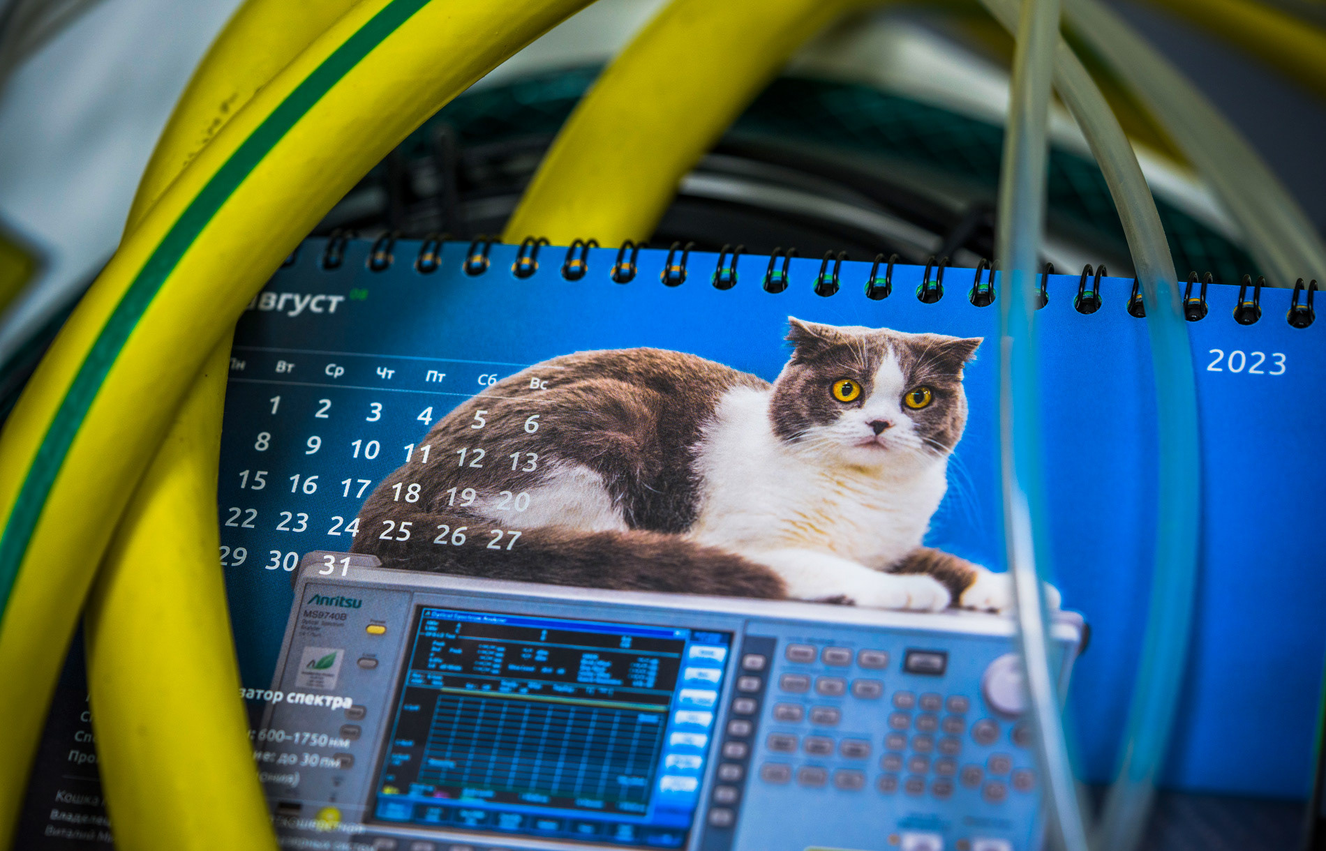 календарь с животными — Изображение №32 — Графика на Dprofile