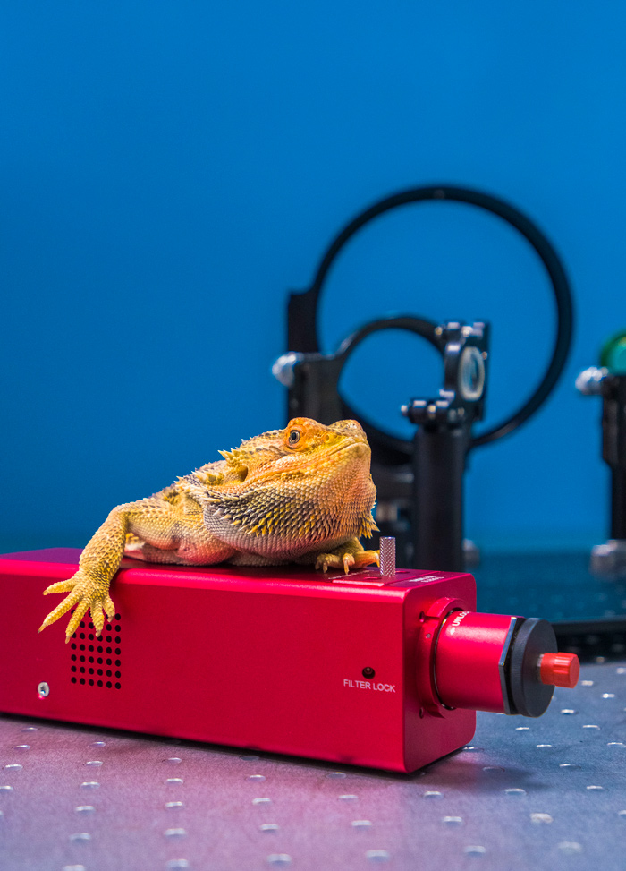 календарь с животными — Изображение №21 — Графика на Dprofile