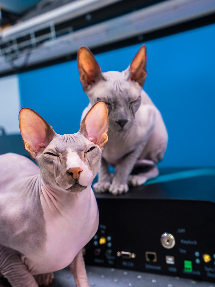 календарь с животными — Изображение №5 — Графика на Dprofile