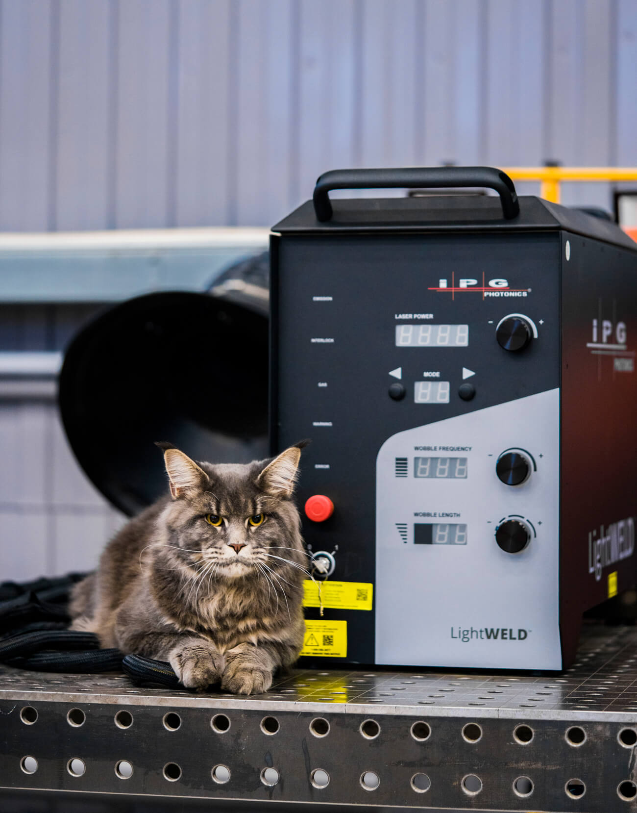 календарь с животными — Изображение №14 — Графика на Dprofile