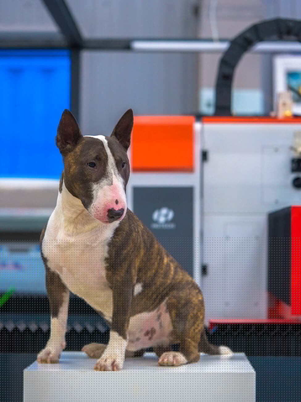 календарь с животными — Изображение №6 — Графика на Dprofile