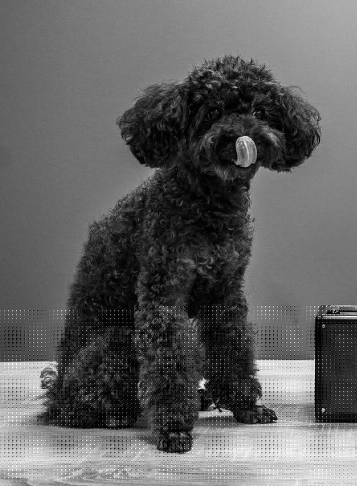 календарь с животными — Изображение №7 — Графика на Dprofile