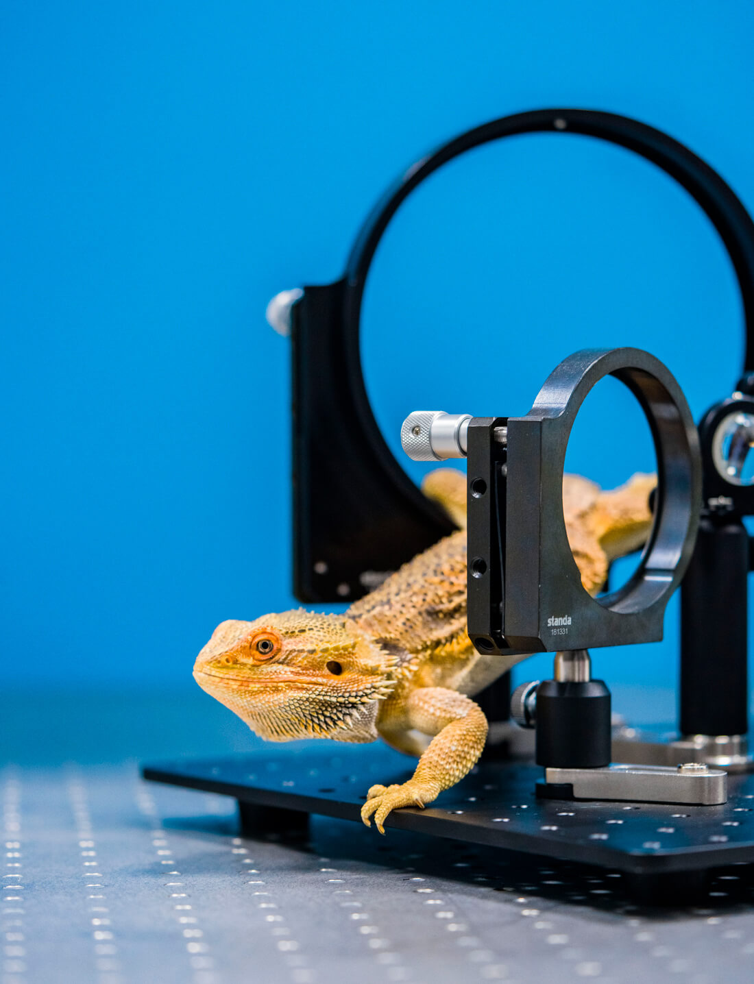 календарь с животными — Изображение №15 — Графика на Dprofile