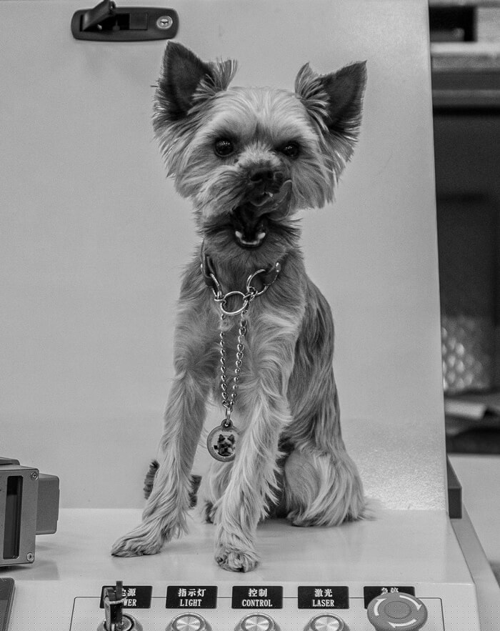 календарь с животными — Изображение №9 — Графика на Dprofile