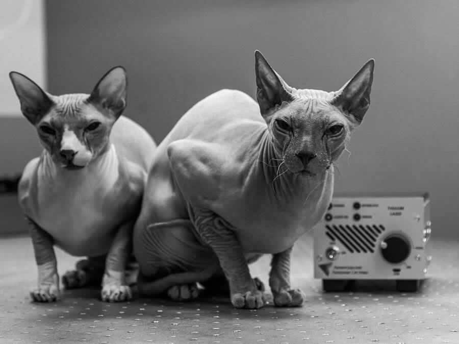 календарь с животными — Изображение №49 — Графика на Dprofile