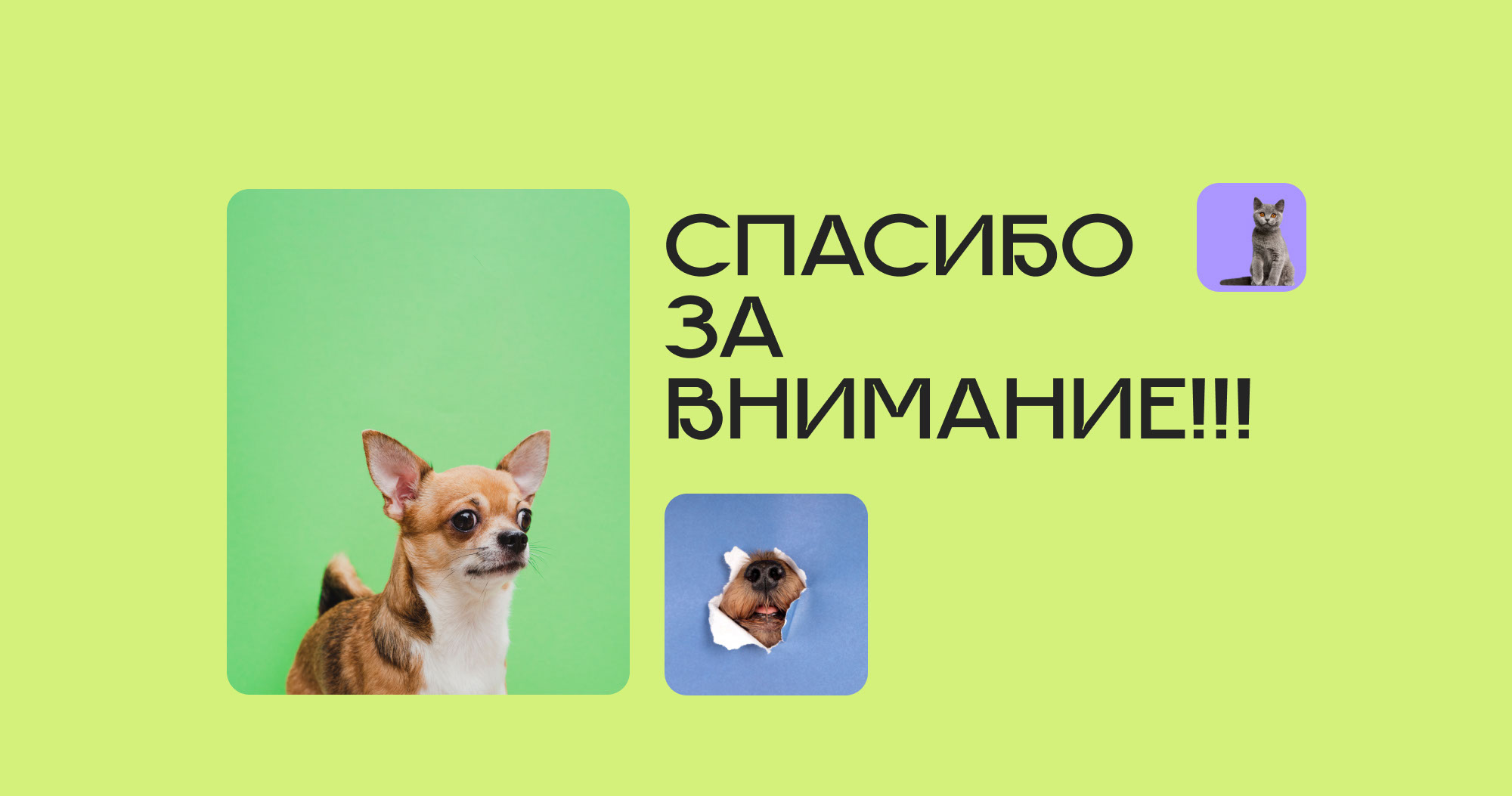 Website - Dog walking service — Изображение №13 — Интерфейсы на Dprofile