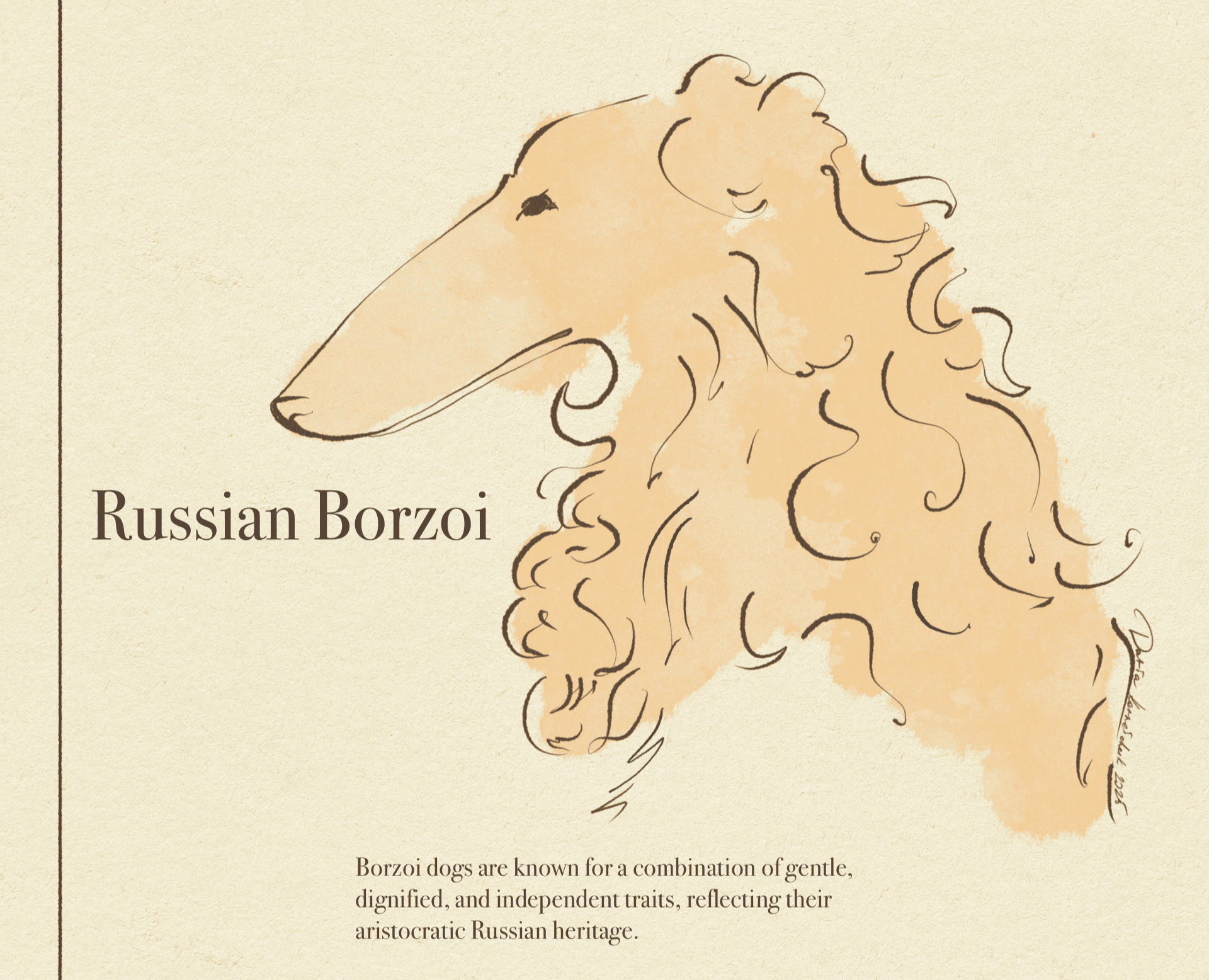 Иллюстрации пород собак для книги — Иллюстрация, Графика на Dprofile