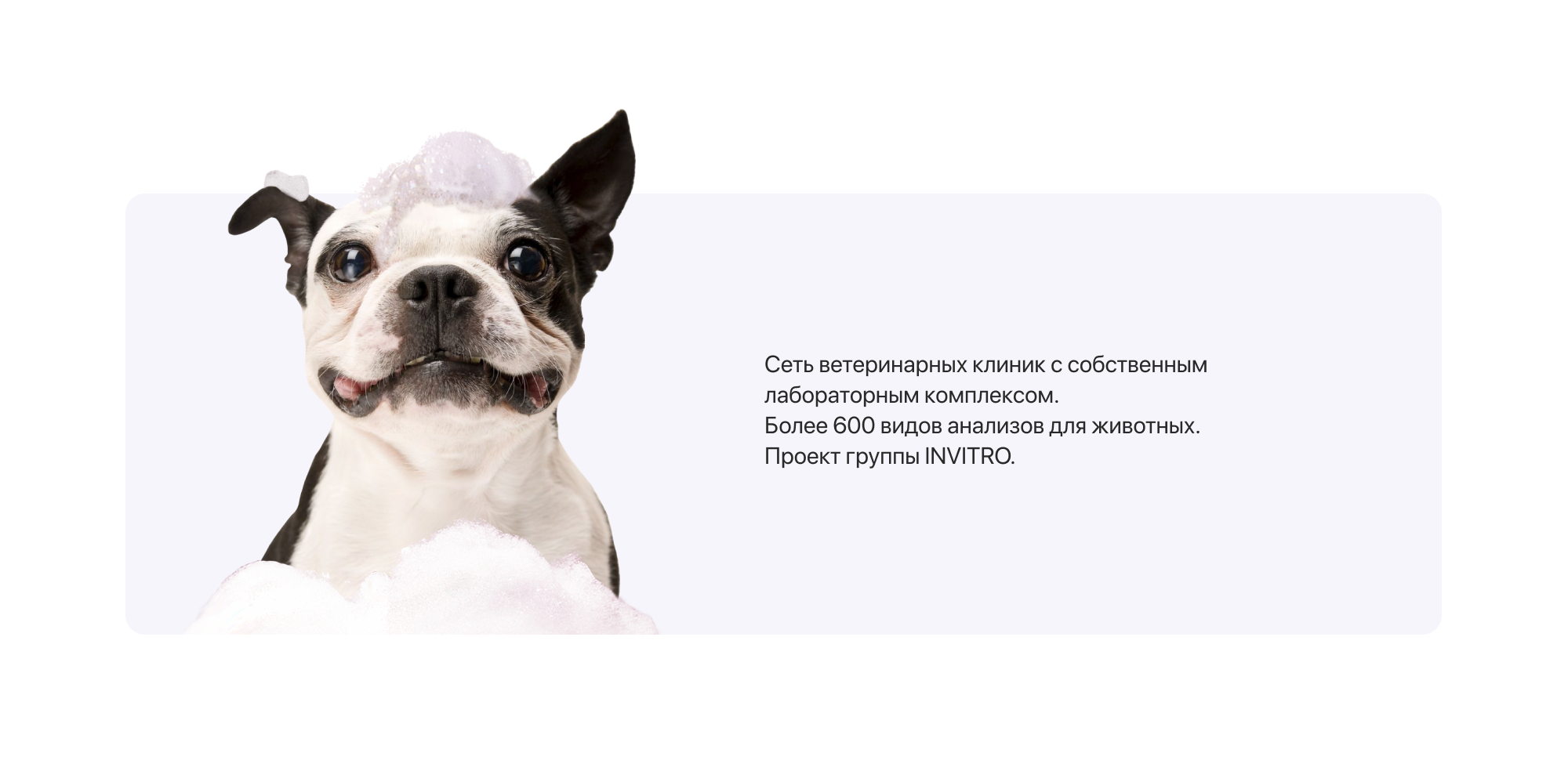 Social media / vet — Изображение №3 — Брендинг, Графика на Dprofile