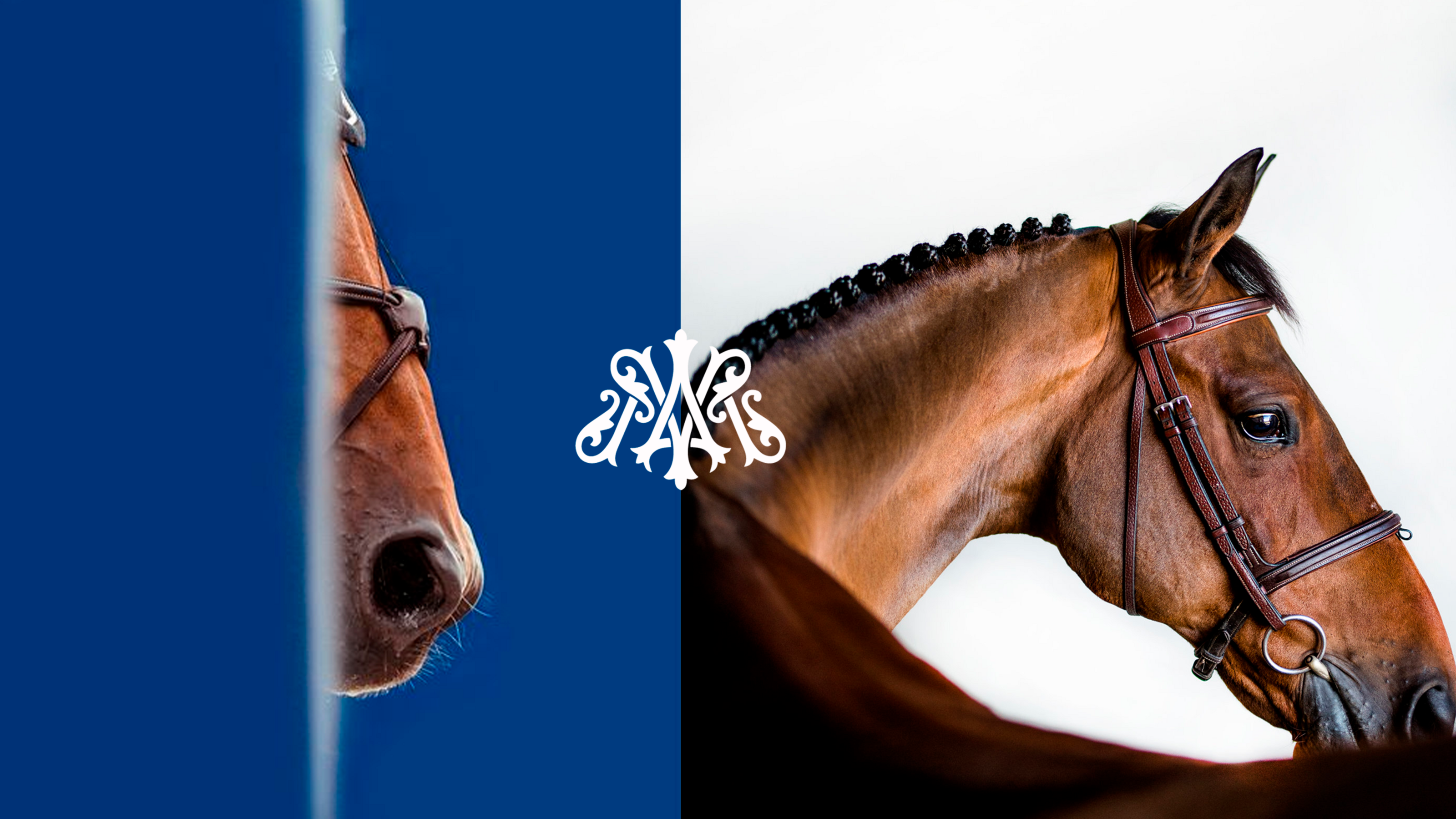 Magnifik premium chocolate | Brand identity — Изображение №3 — Брендинг на Dprofile