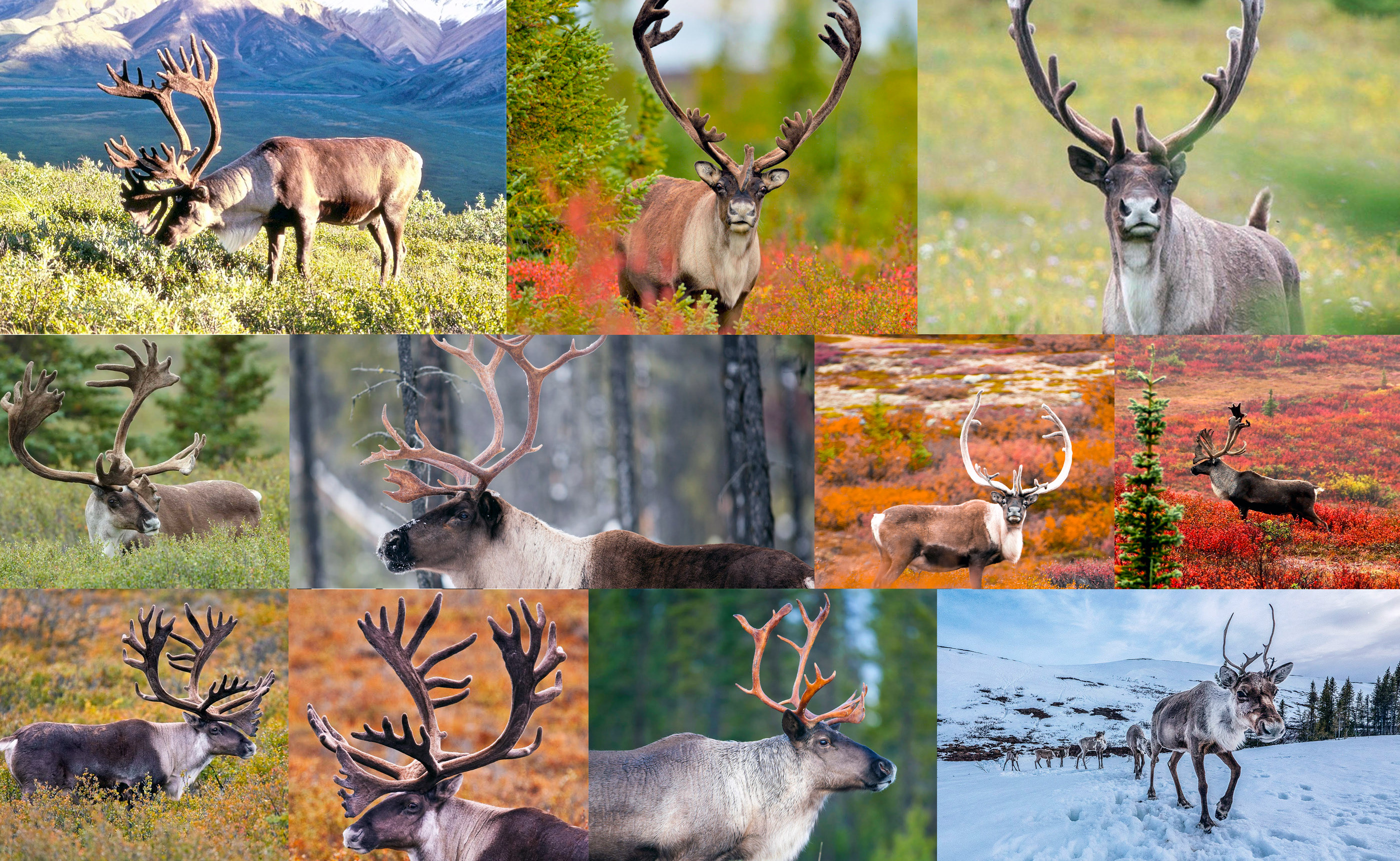 Caribou Home — Изображение №3 — Брендинг на Dprofile