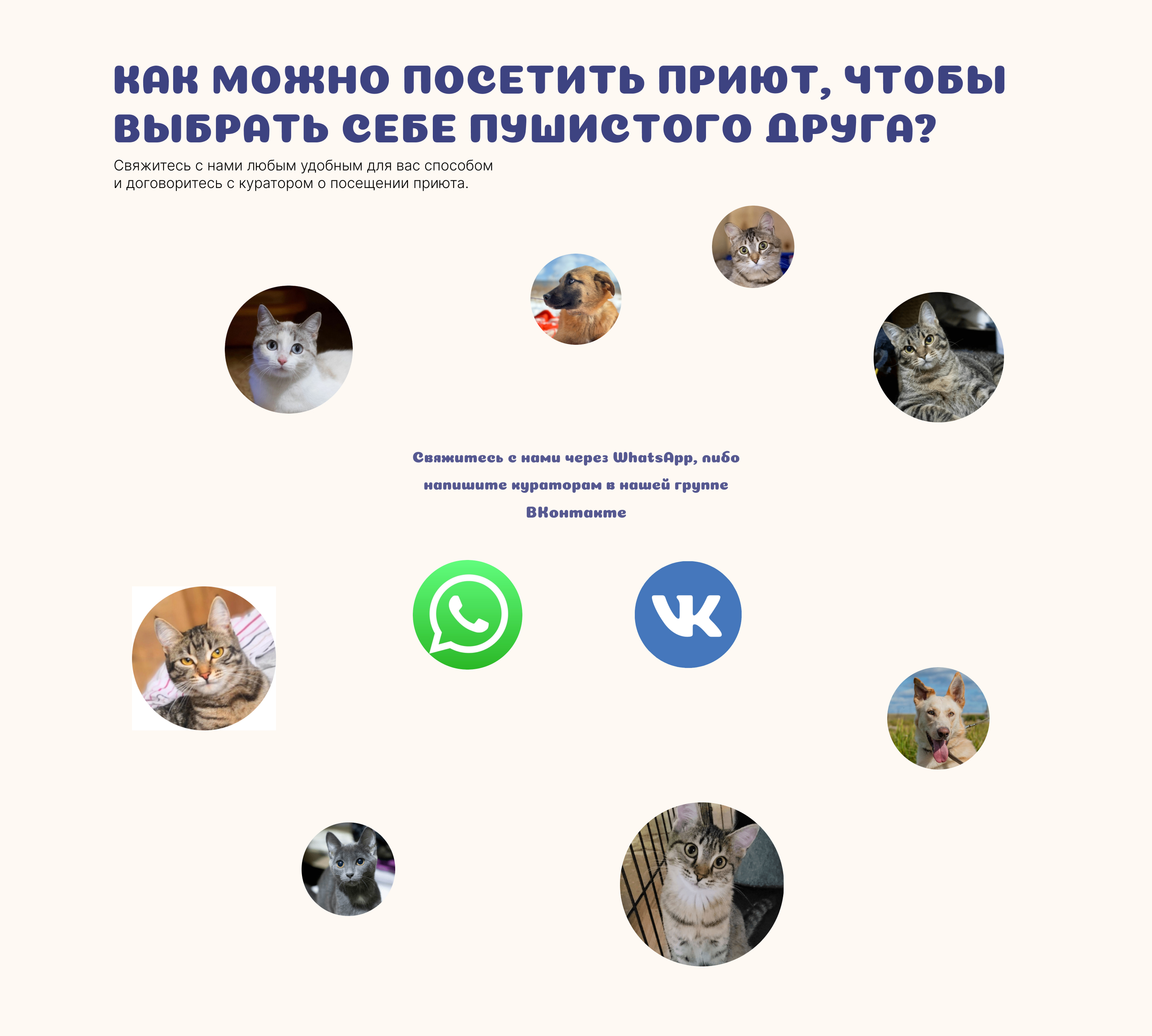 Приют для животных Верность — Изображение №10 — Иллюстрация, Графика на Dprofile