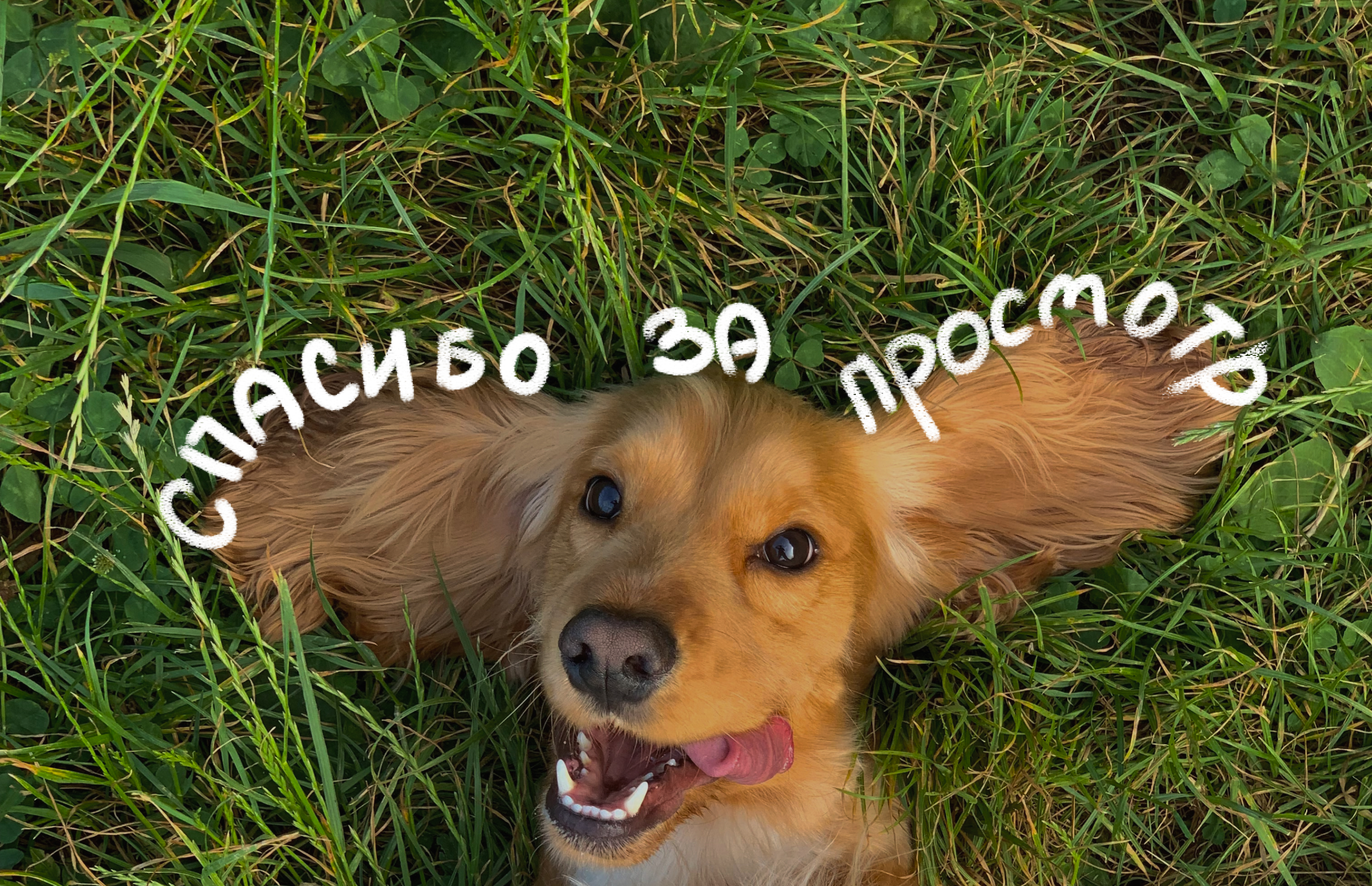 Landing для ветеринарной клиники. Docdog — Изображение №20 — Интерфейсы на Dprofile
