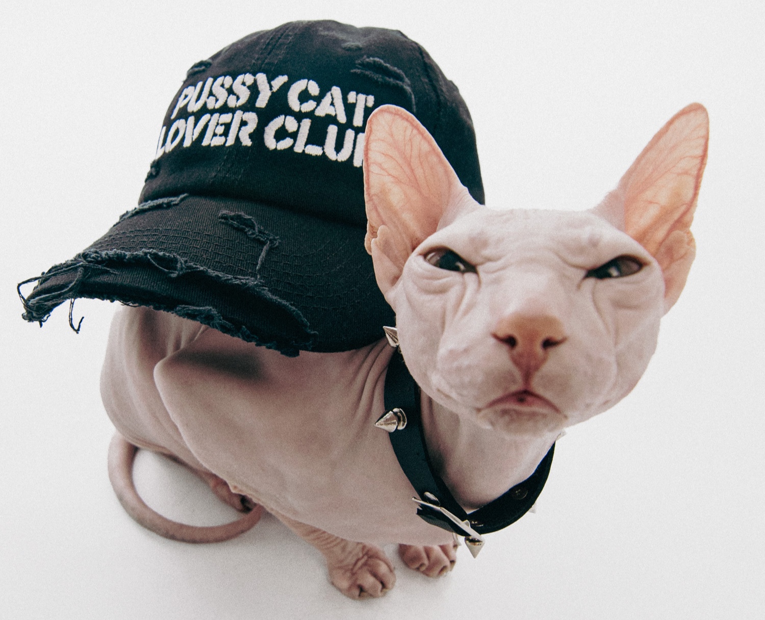 ЮГ404 : PUSSY CAT LOVER CLUB на Dprofile