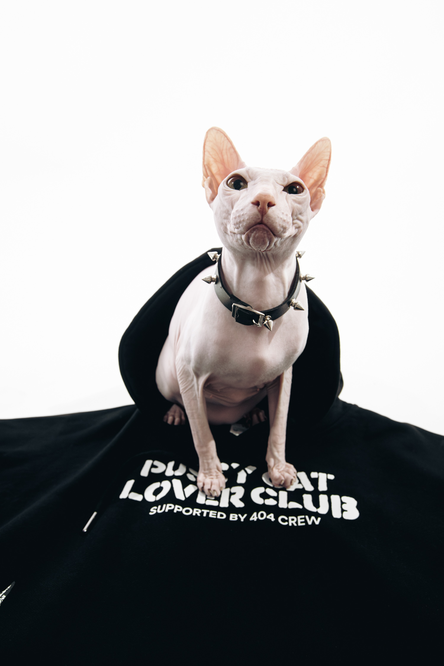 ЮГ404 : PUSSY CAT LOVER CLUB — Изображение №2 — Брендинг, Графика на Dprofile