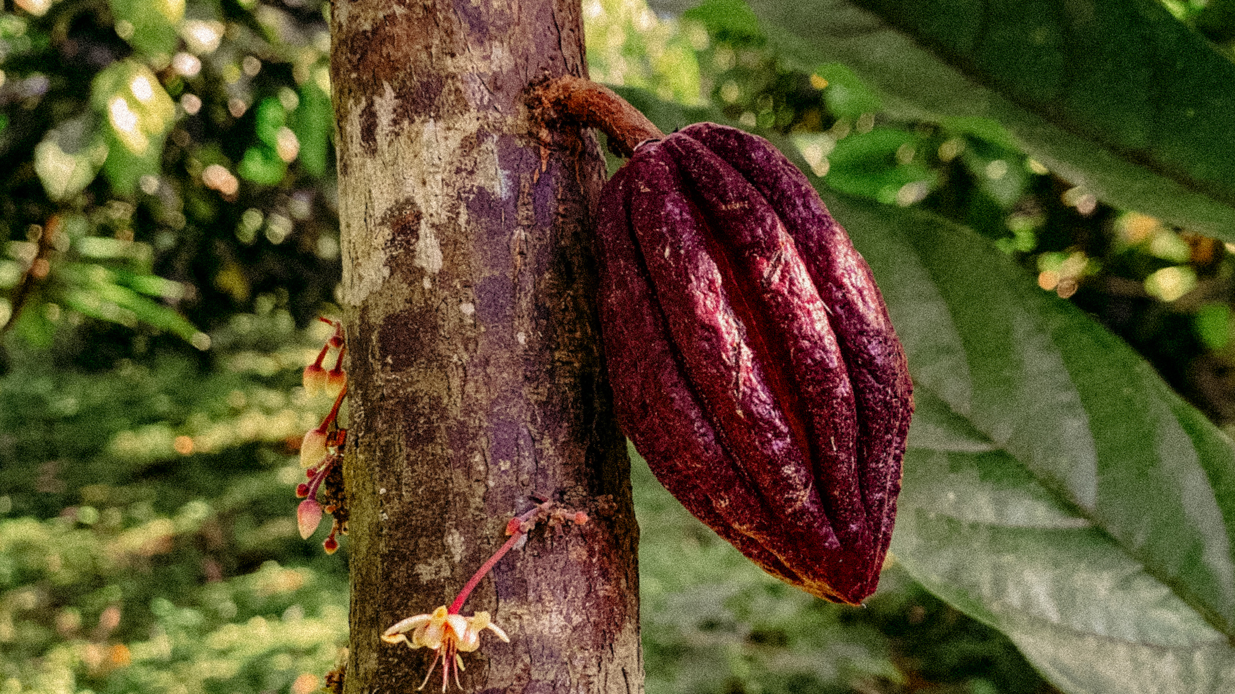 Fresh cacao — Изображение №5 — Брендинг на Dprofile