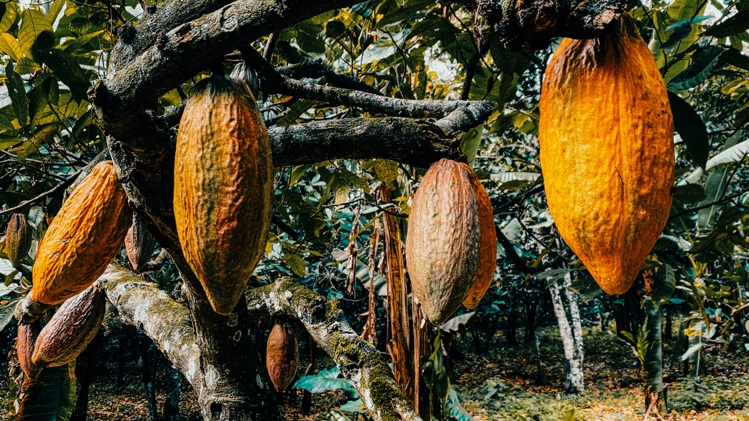 Fresh cacao — Изображение №3 — Брендинг на Dprofile