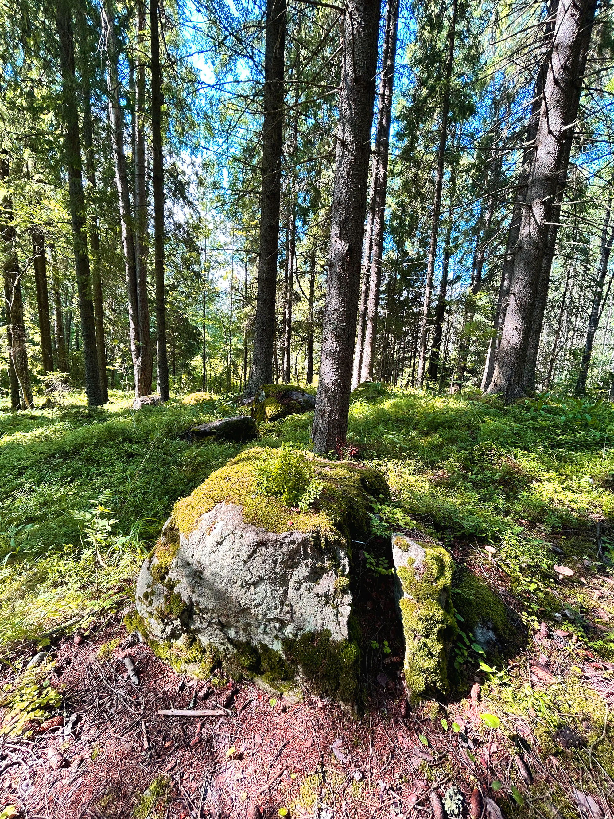 Лесные монстрики — Изображение №8 — Иллюстрация на Dprofile