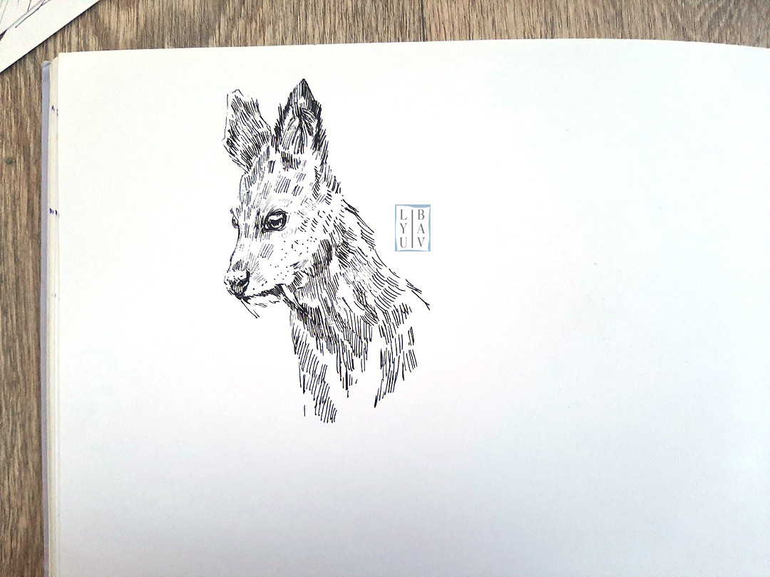 Графика: Кабарга(Красная книга) — Изображение №2 — Иллюстрация, Графика на Dprofile