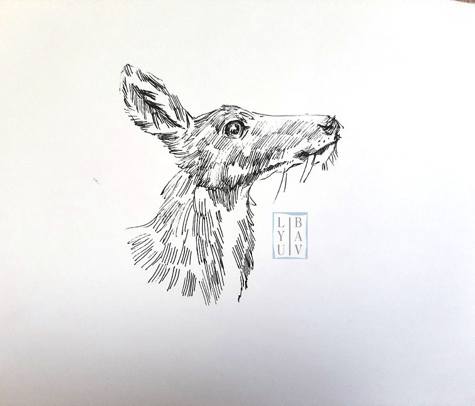 Графика: Кабарга(Красная книга) — Изображение №3 — Иллюстрация, Графика на Dprofile