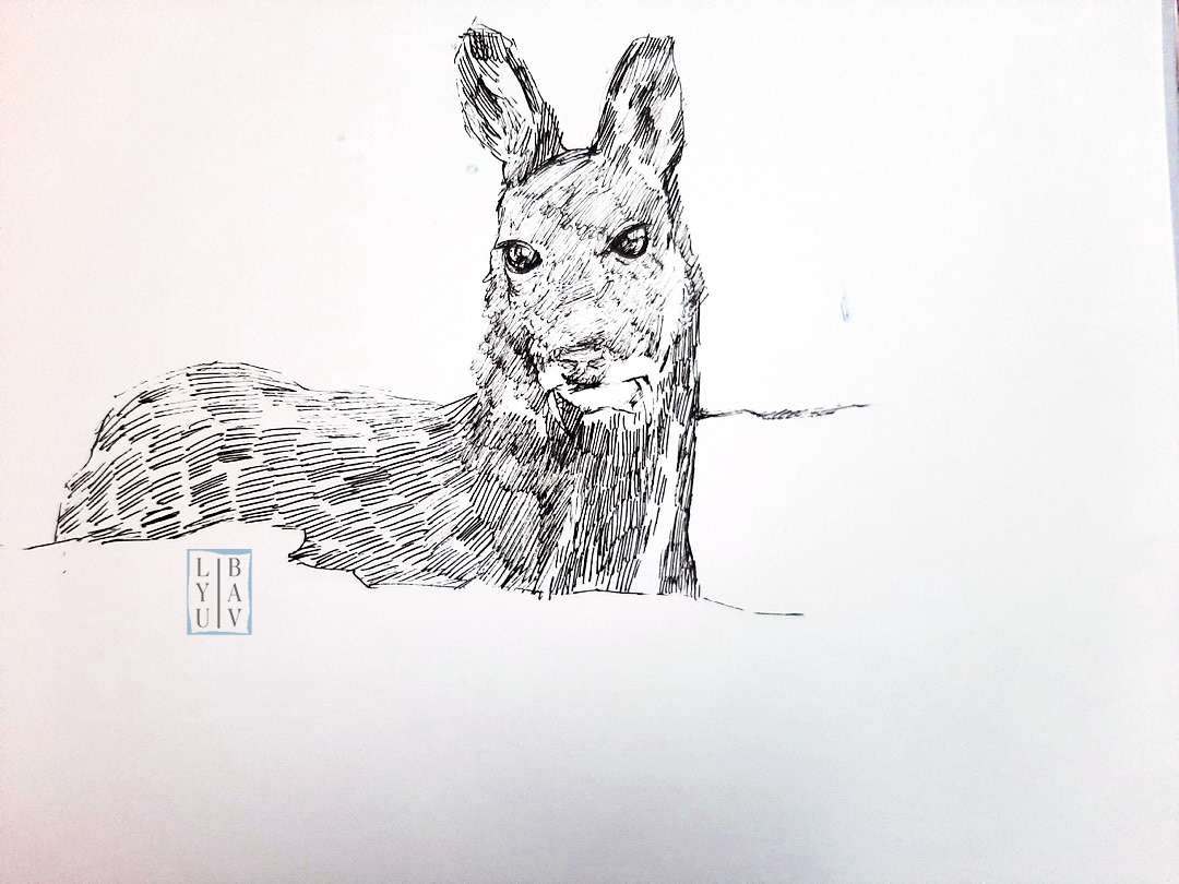 Графика: Кабарга(Красная книга) — Изображение №1 — Иллюстрация, Графика на Dprofile