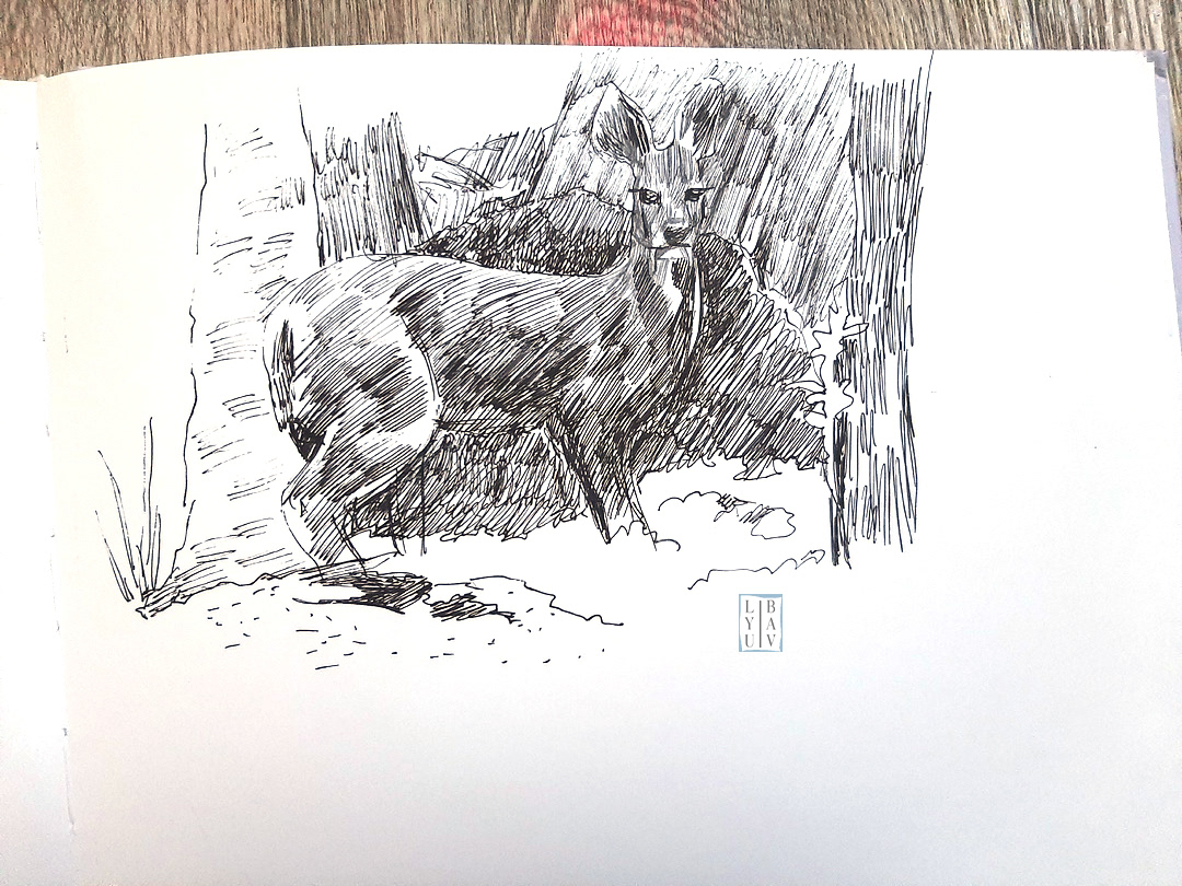 Графика: Кабарга(Красная книга) — Изображение №4 — Иллюстрация, Графика на Dprofile