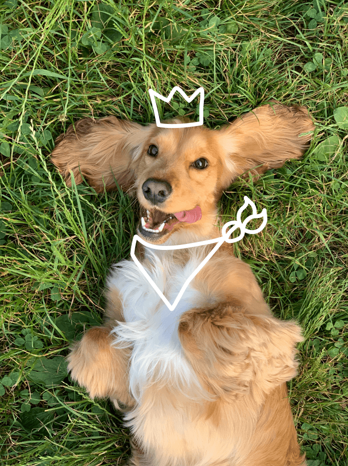 Dog doc.  — veterinary clinic — Изображение №2 — Брендинг на Dprofile