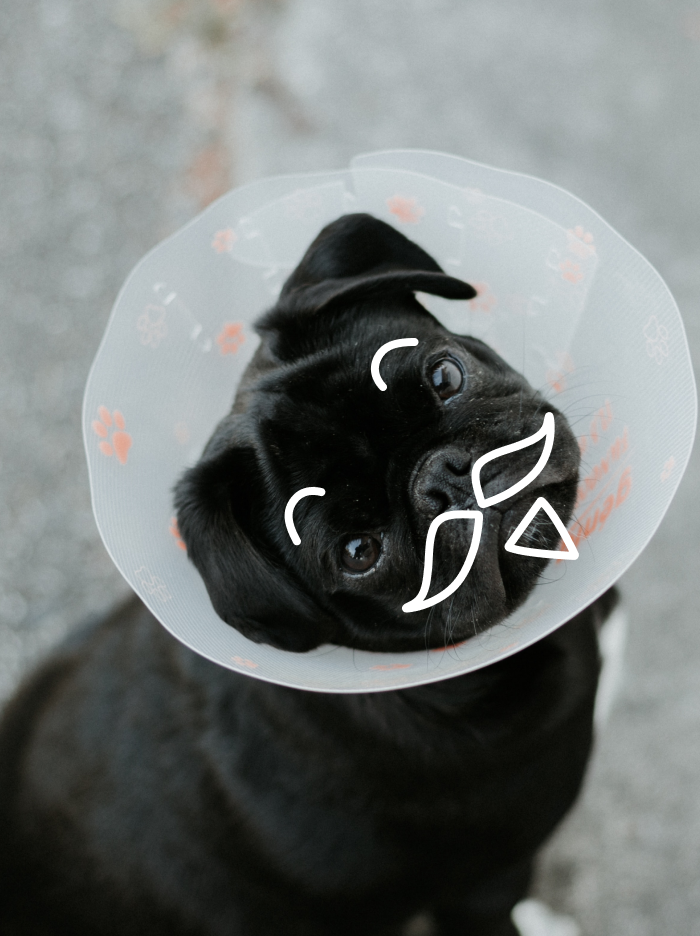 Dog doc.  — veterinary clinic — Изображение №6 — Брендинг на Dprofile