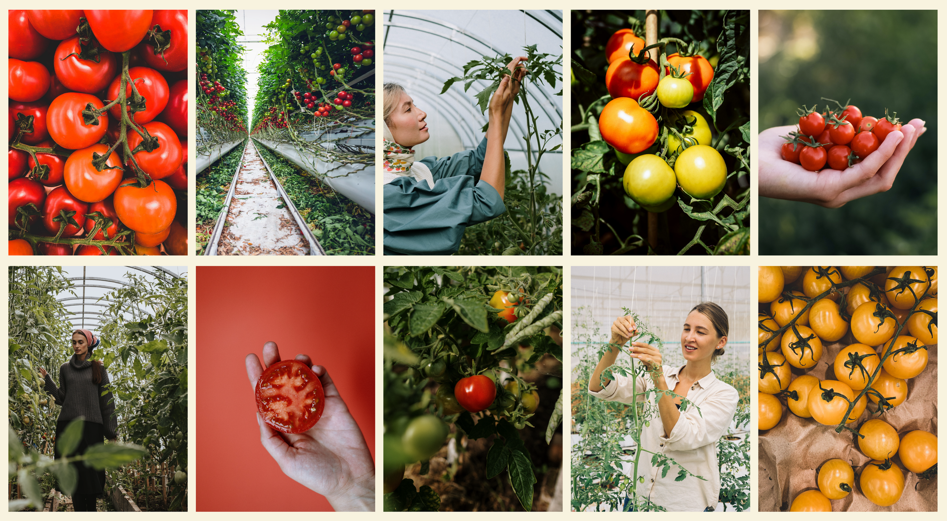 Angel Tomato farm — Изображение №2 — Брендинг на Dprofile
