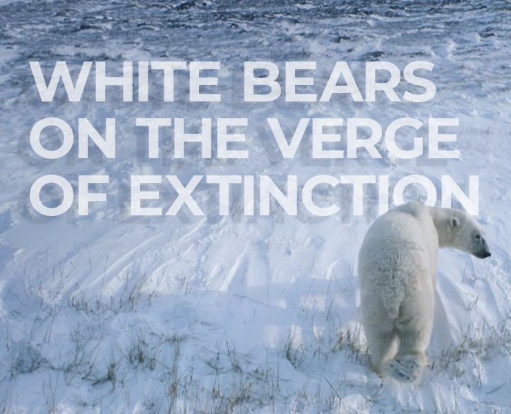 on the verge pf extinction. polar bear. — Иллюстрация на Dprofile