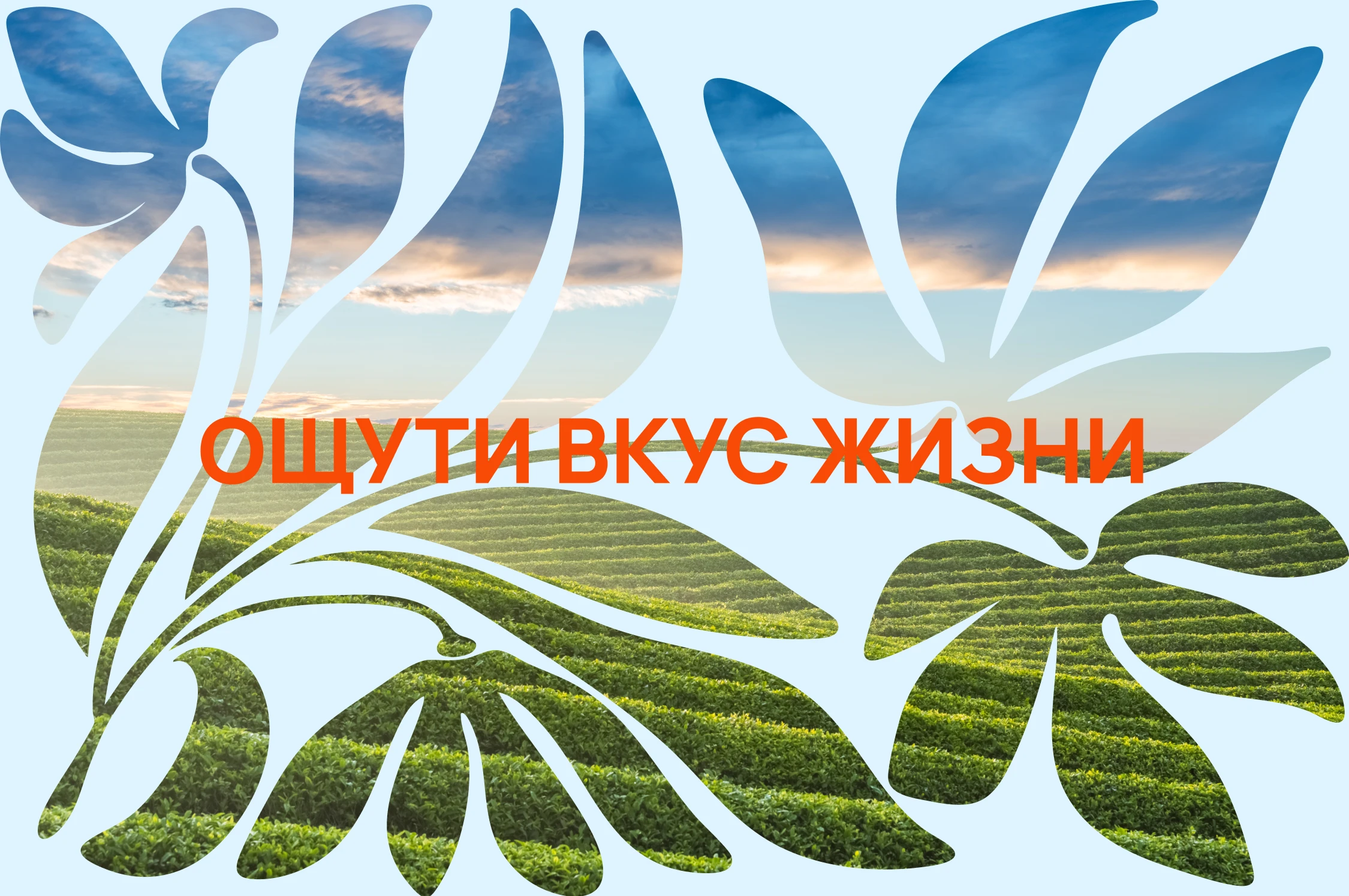 [Заварка] брендинг, логотип, дизайн упаковки — Изображение №4 — Брендинг, Графика на Dprofile
