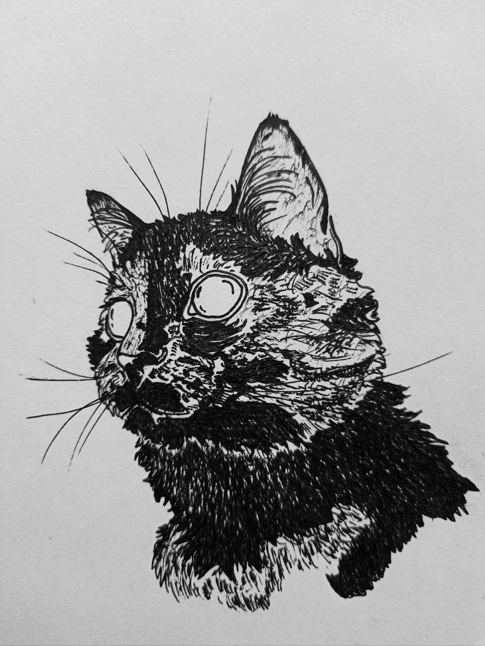 Graphic cat — Изображение №1 — Иллюстрация, Графика на Dprofile