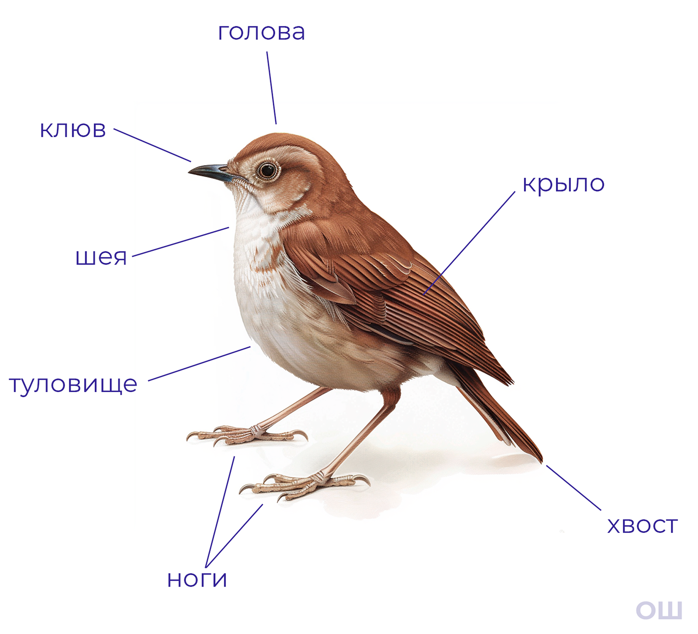 Энциклопедическая иллюстрация для OnlineSchool№1. — Изображение №2 — Иллюстрация, Графика на Dprofile