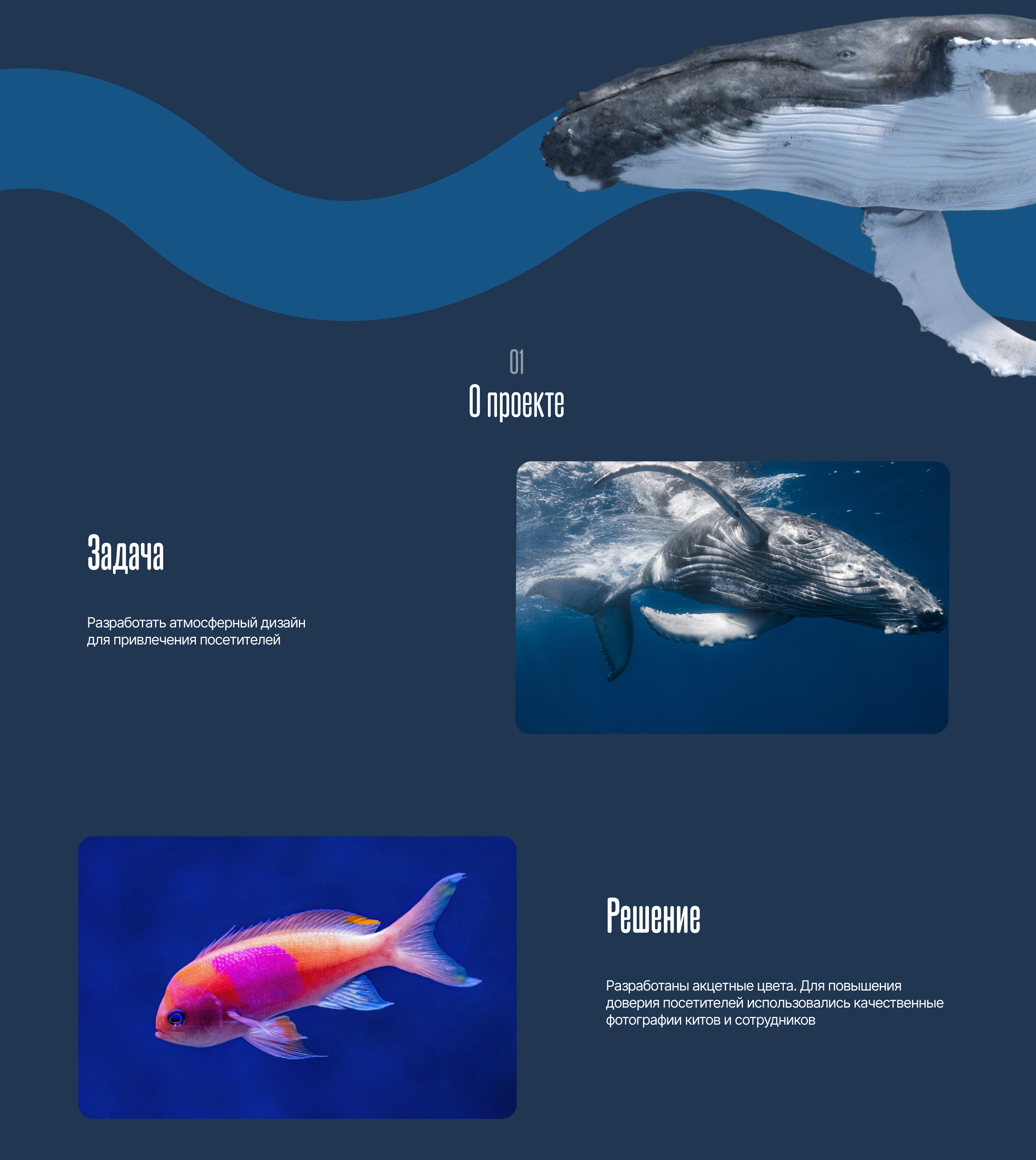Landing page for WhaleWander — Изображение №3 — Анимация, Интерфейсы на Dprofile