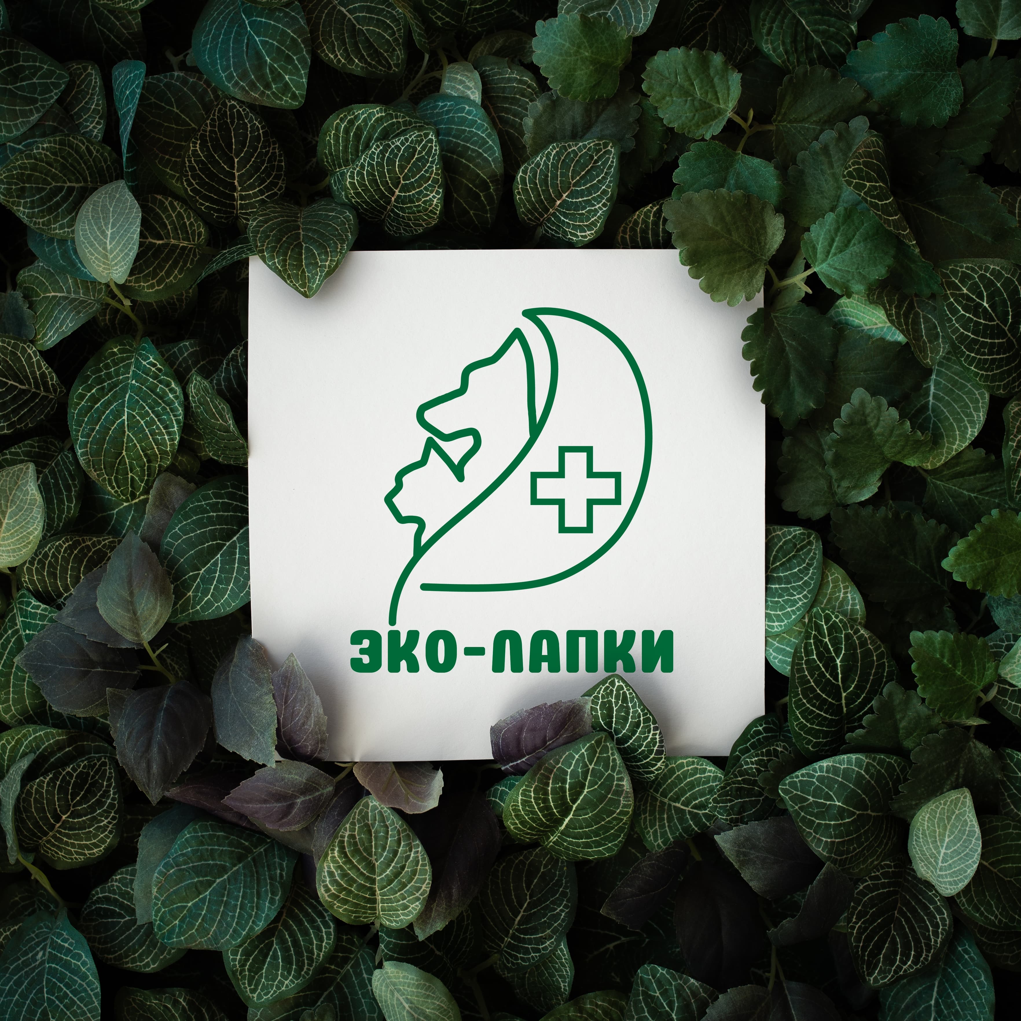 Логотип для компании "ЭКО-ЛАПКИ" — Изображение №1 — Брендинг на Dprofile