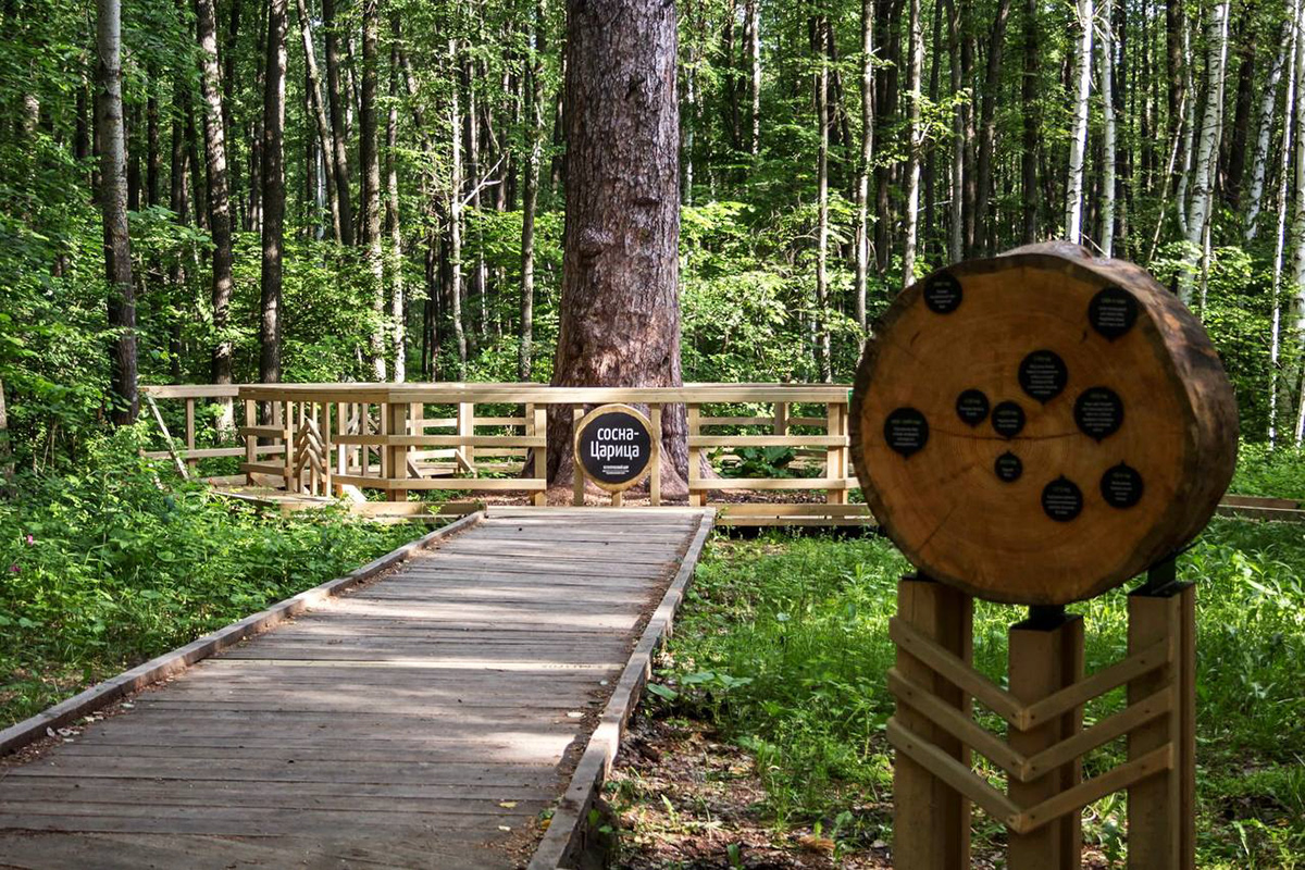 «Царь-бор» — комплекс из экопарка и экотропы — Изображение №3 — Графика на Dprofile