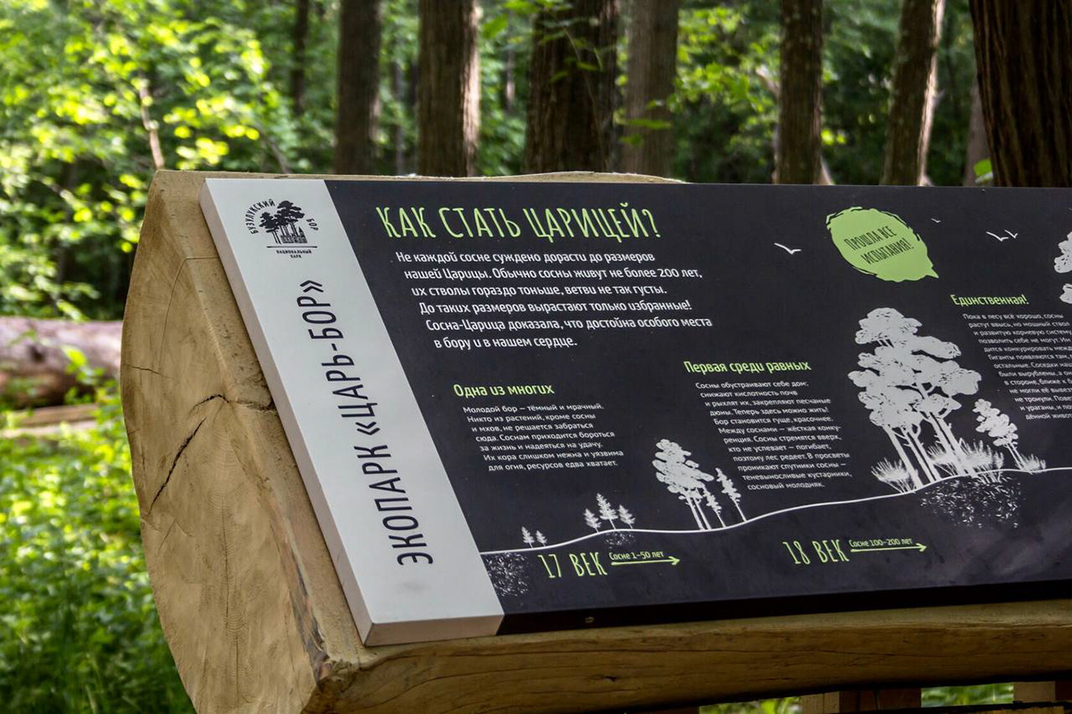 «Царь-бор» — комплекс из экопарка и экотропы — Изображение №7 — Графика на Dprofile