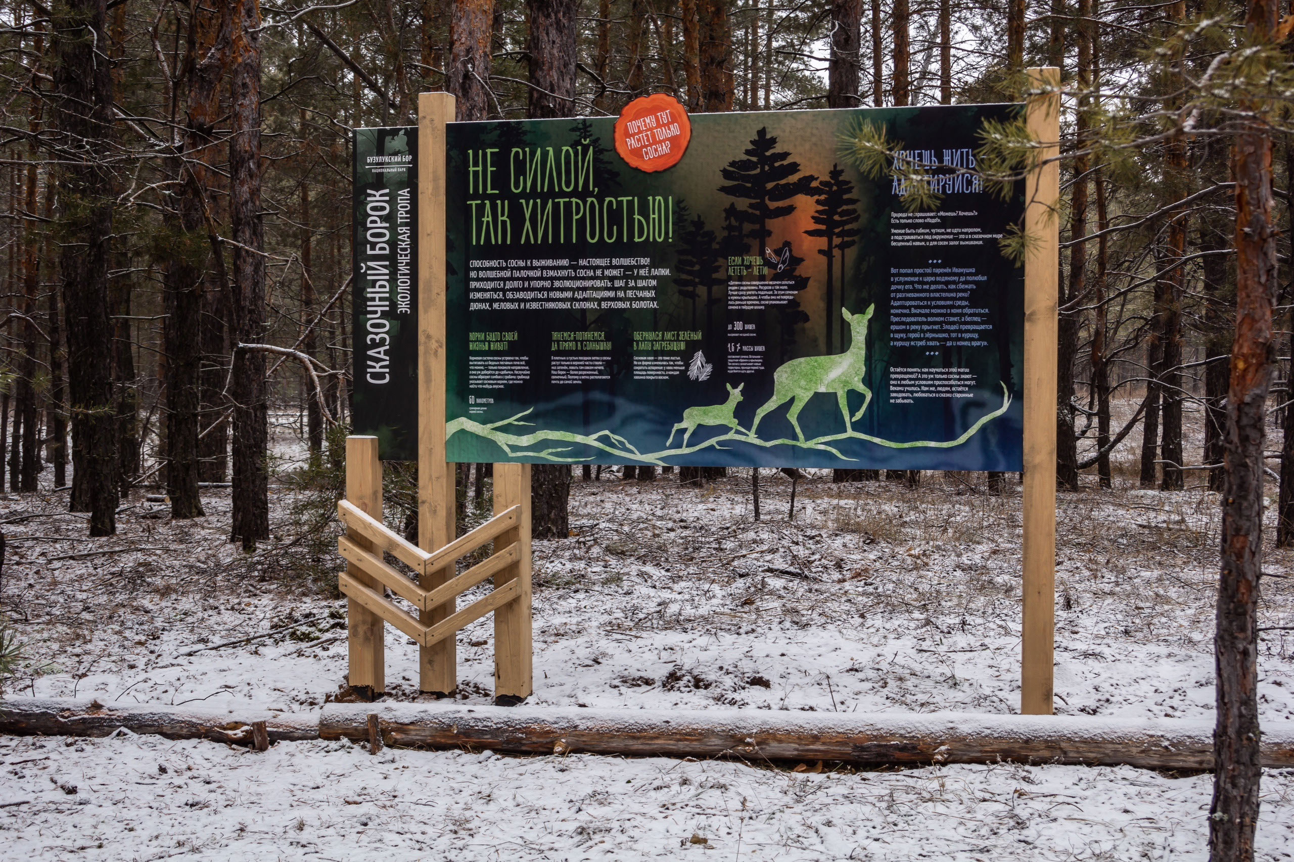 Экотропа «Сказочный борок» — Изображение №2 — Брендинг, Иллюстрация на Dprofile