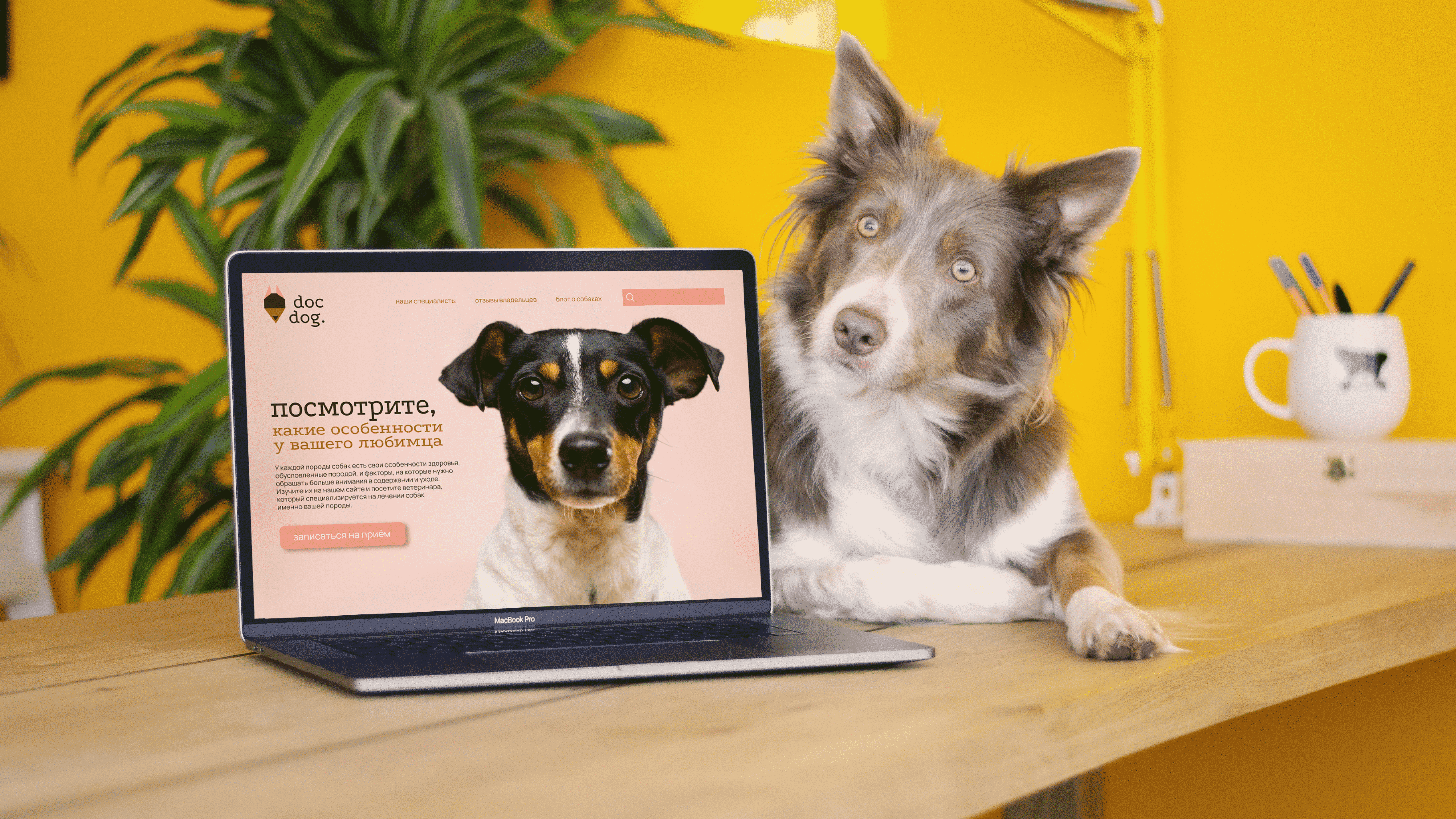 Docdog. Логотип для ветеринарной клиники. — Изображение №10 — Брендинг, Графика на Dprofile