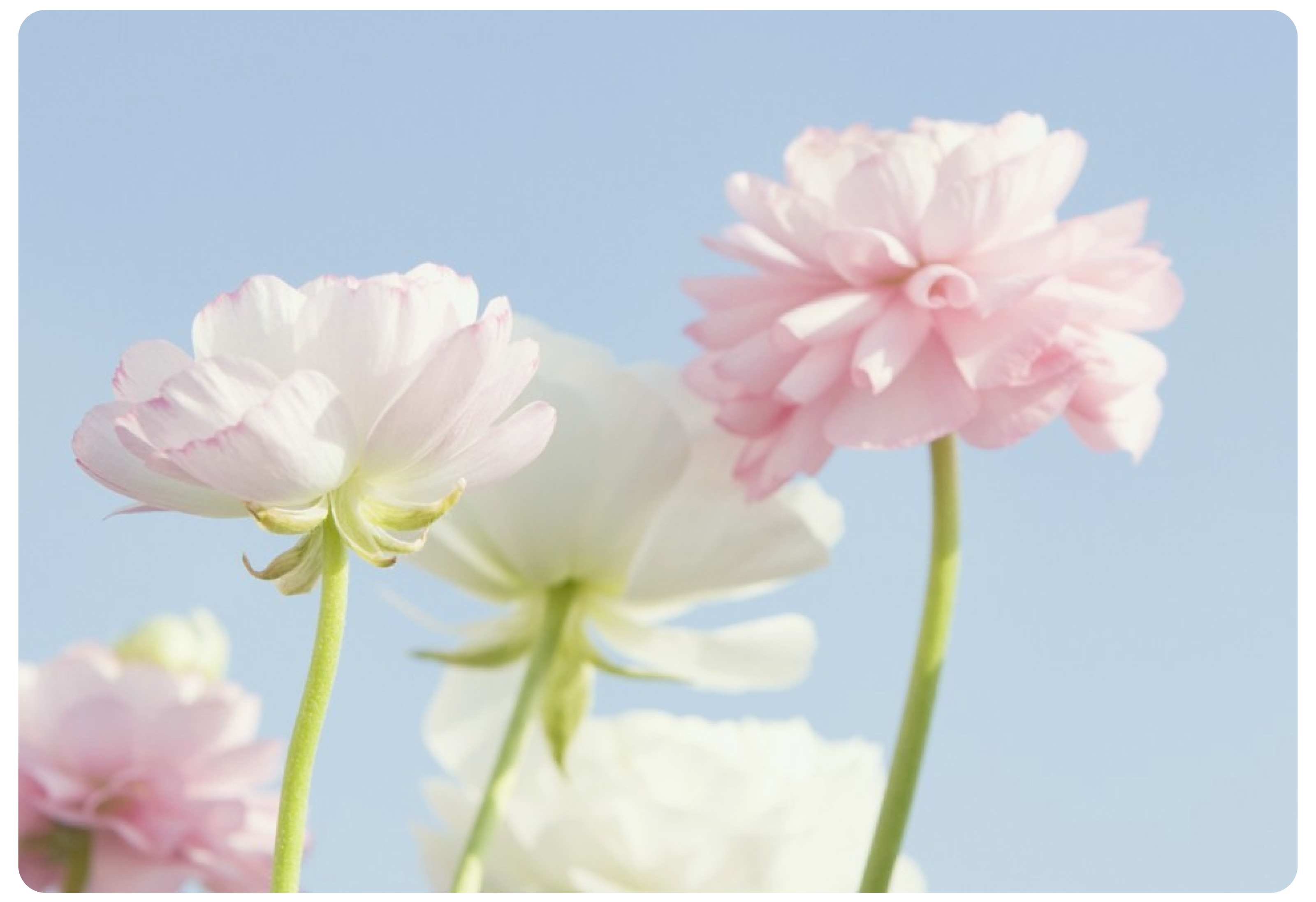 Flawery - цветочный маркетплейс — Изображение №3 — Интерфейсы, Графика на Dprofile