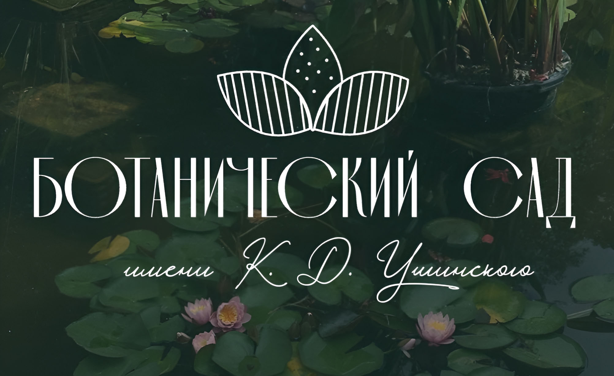 Ботанический сад имени К. Д. Ушинского — Изображение №1 — Брендинг, Графика на Dprofile