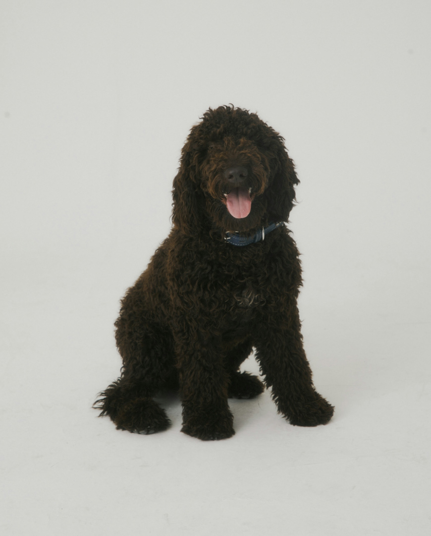 PAWS spa-салон и груминг для собак — Изображение №2 — Брендинг на Dprofile