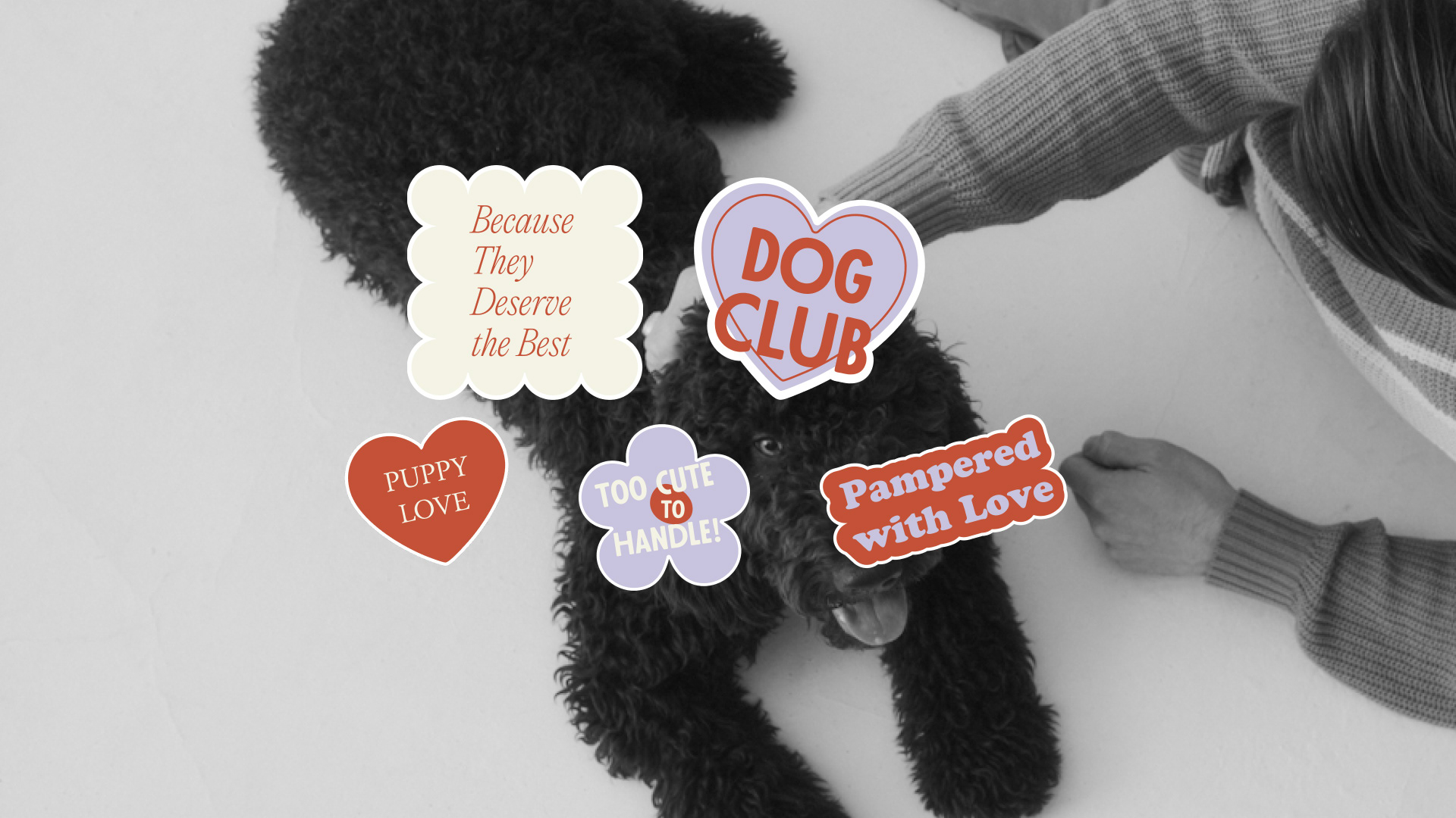 PAWS spa-салон и груминг для собак — Изображение №6 — Брендинг на Dprofile