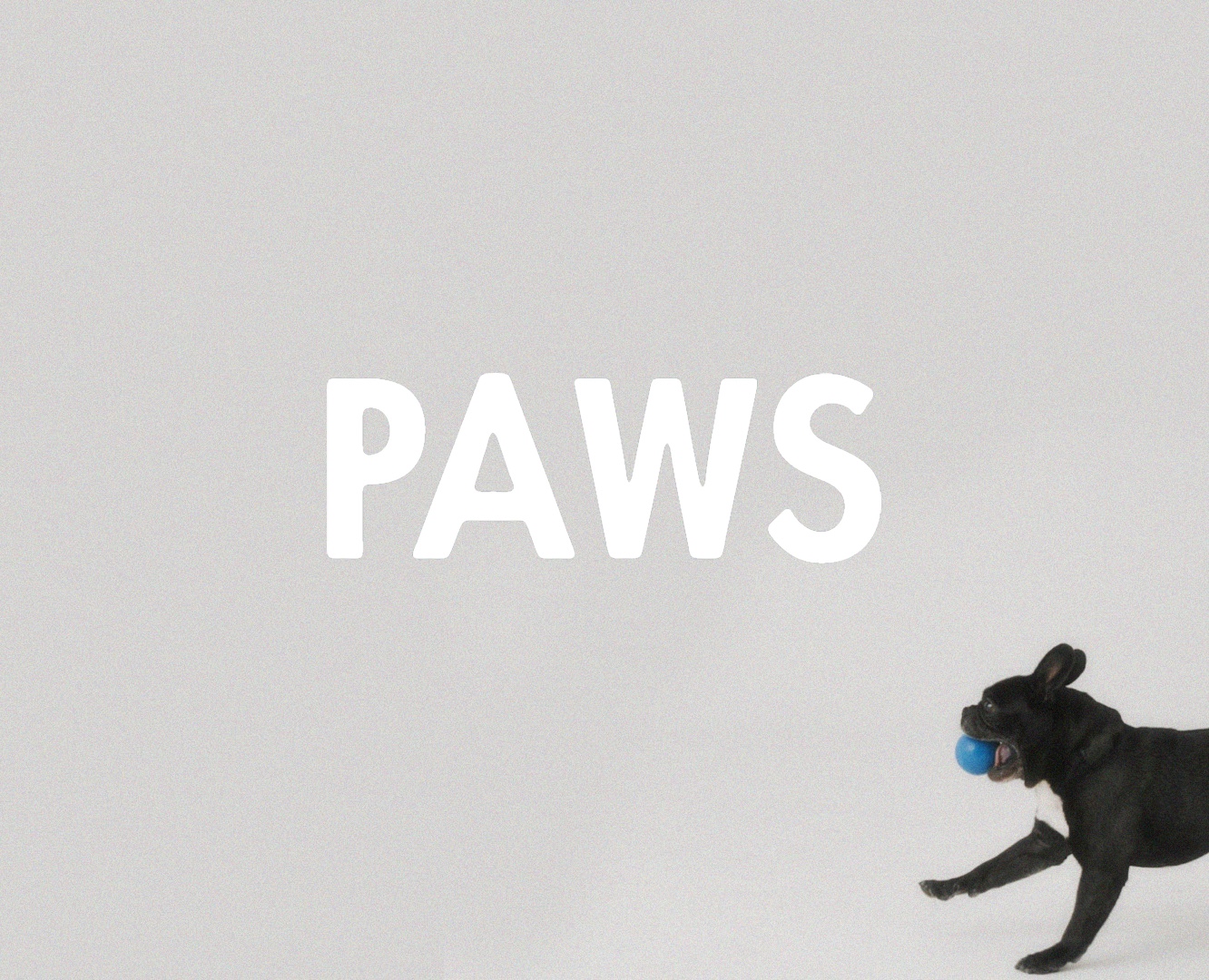 PAWS spa-салон и груминг для собак — Брендинг на Dprofile