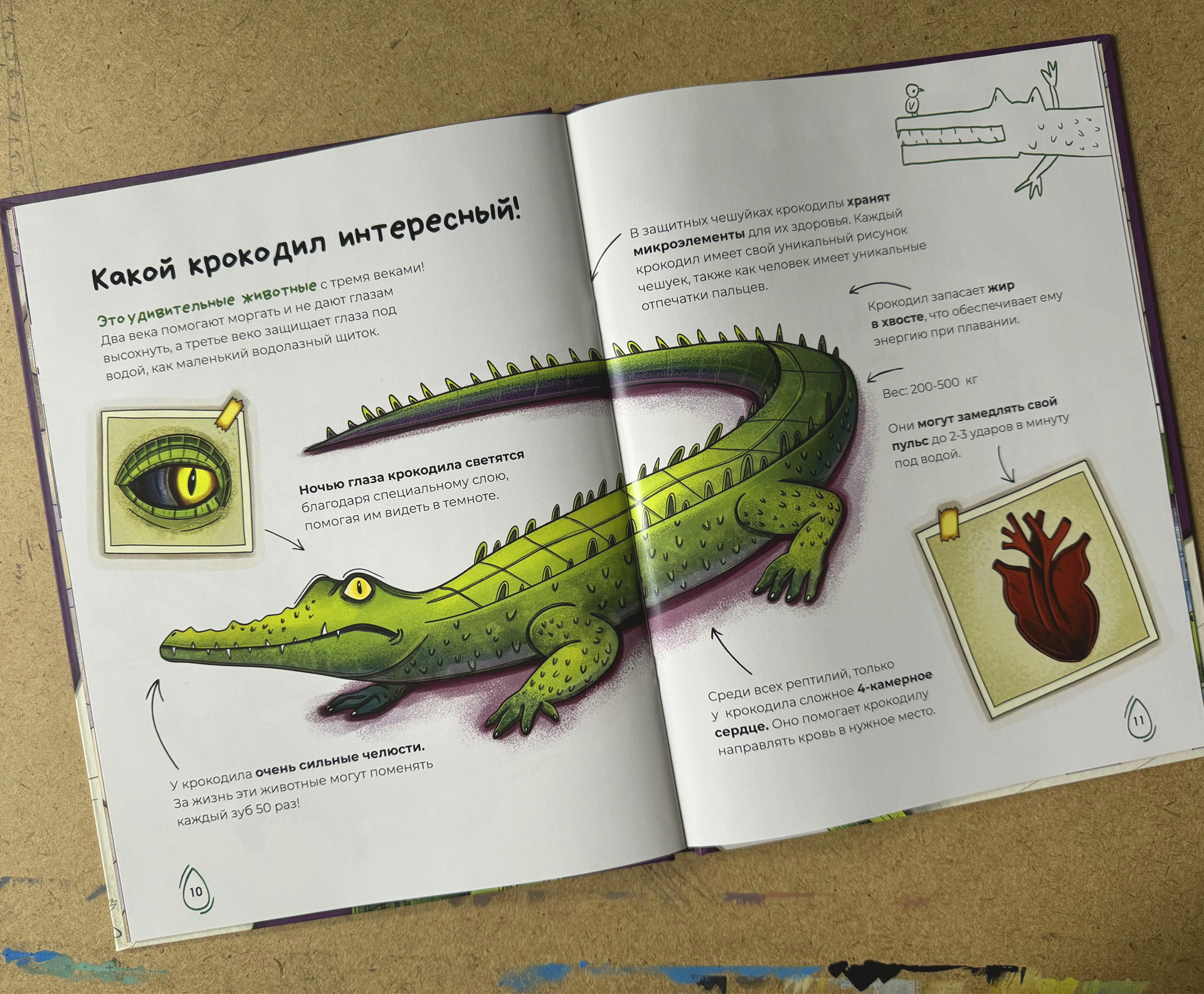 Детская книга с иллюстрациями | научпоп про крокодилов — Изображение №12 — Иллюстрация, Графика на Dprofile