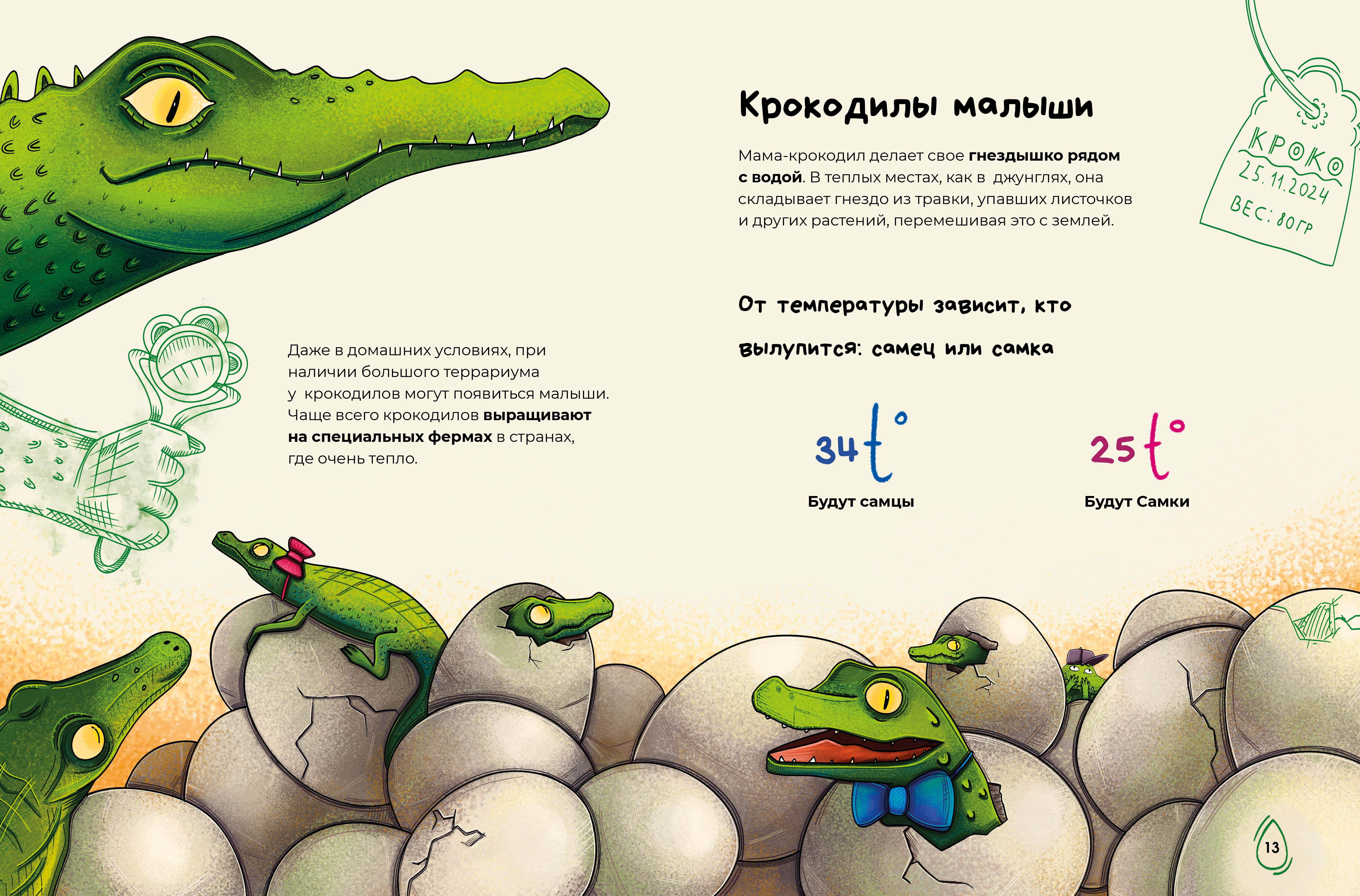 Детская книга с иллюстрациями | научпоп про крокодилов — Изображение №15 — Иллюстрация, Графика на Dprofile