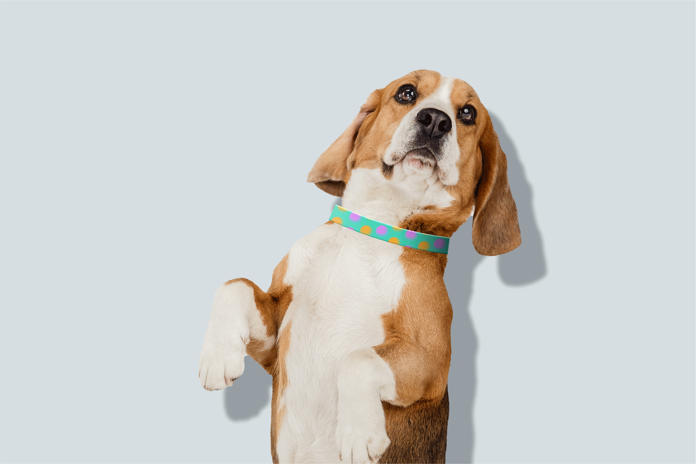 WOOL DAY — Изображение №1 — Брендинг, Анимация на Dprofile