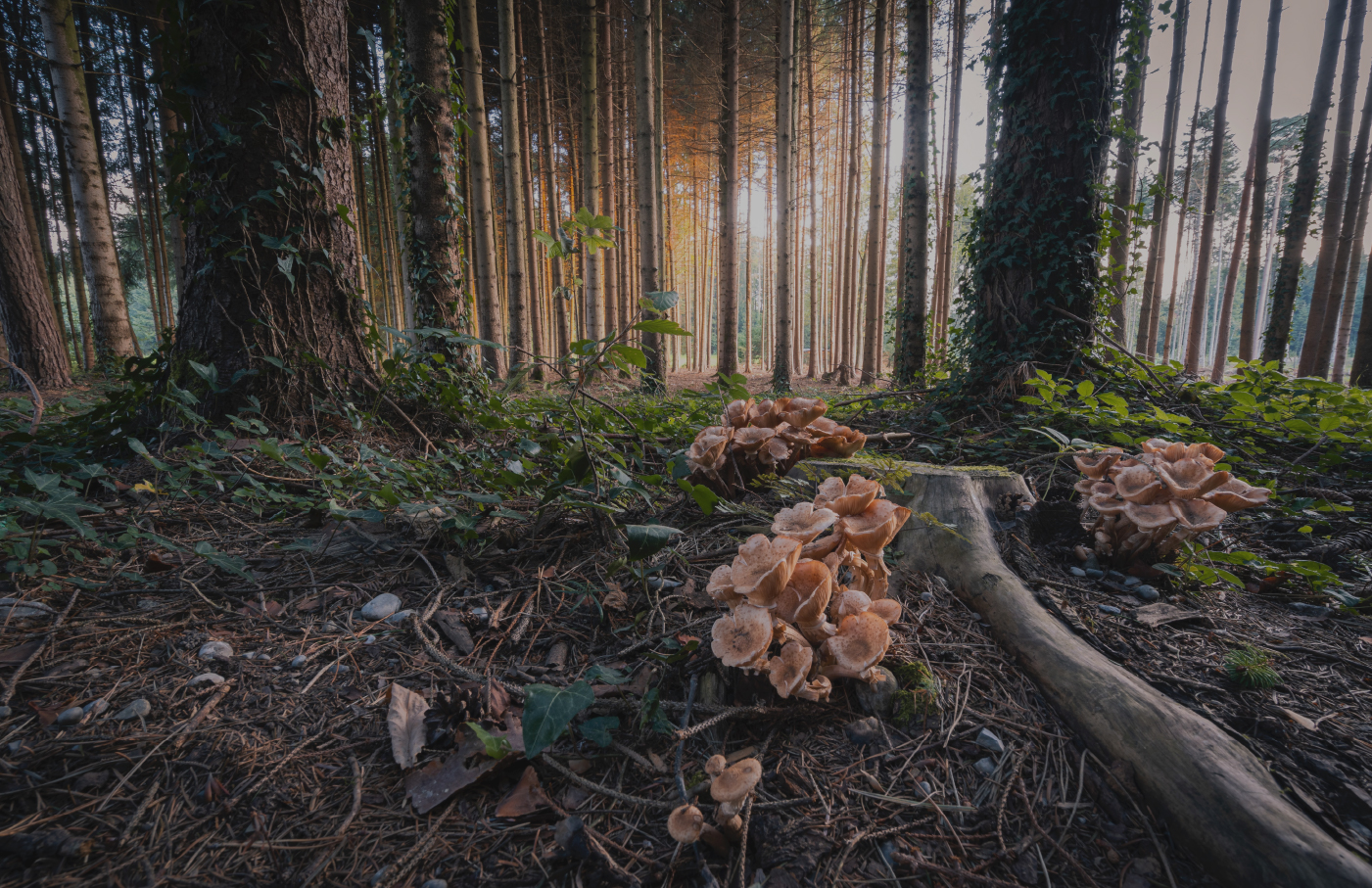 FUNGI | Брендинг — Изображение №3 — Брендинг на Dprofile