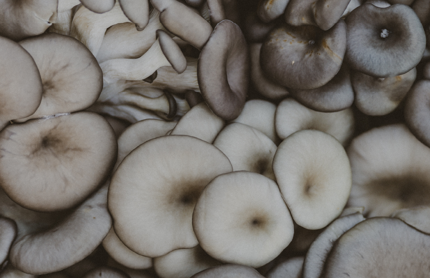 FUNGI | Брендинг — Изображение №7 — Брендинг на Dprofile