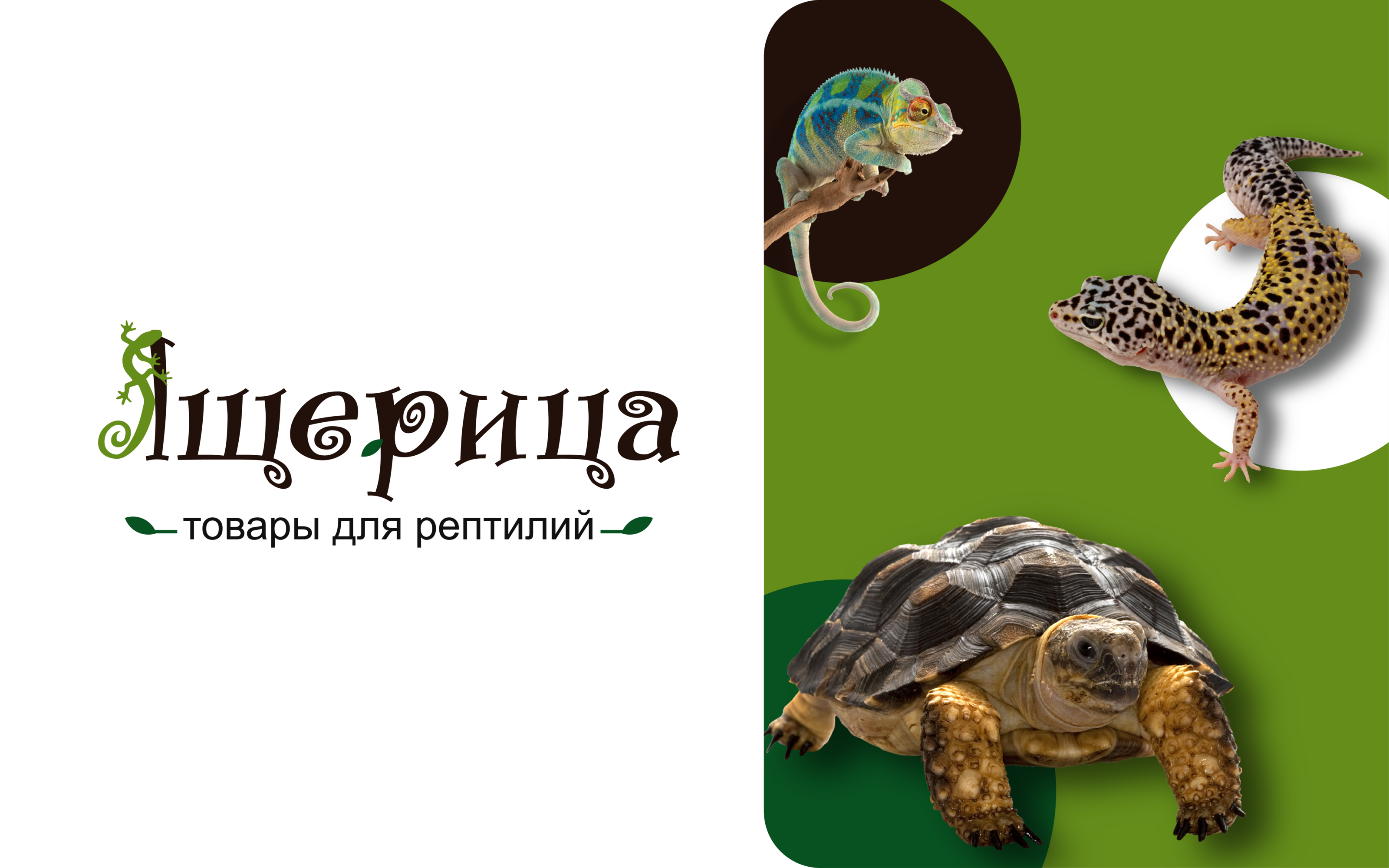 Ящерица - рептилии и товары для них — Изображение №1 — Брендинг на Dprofile