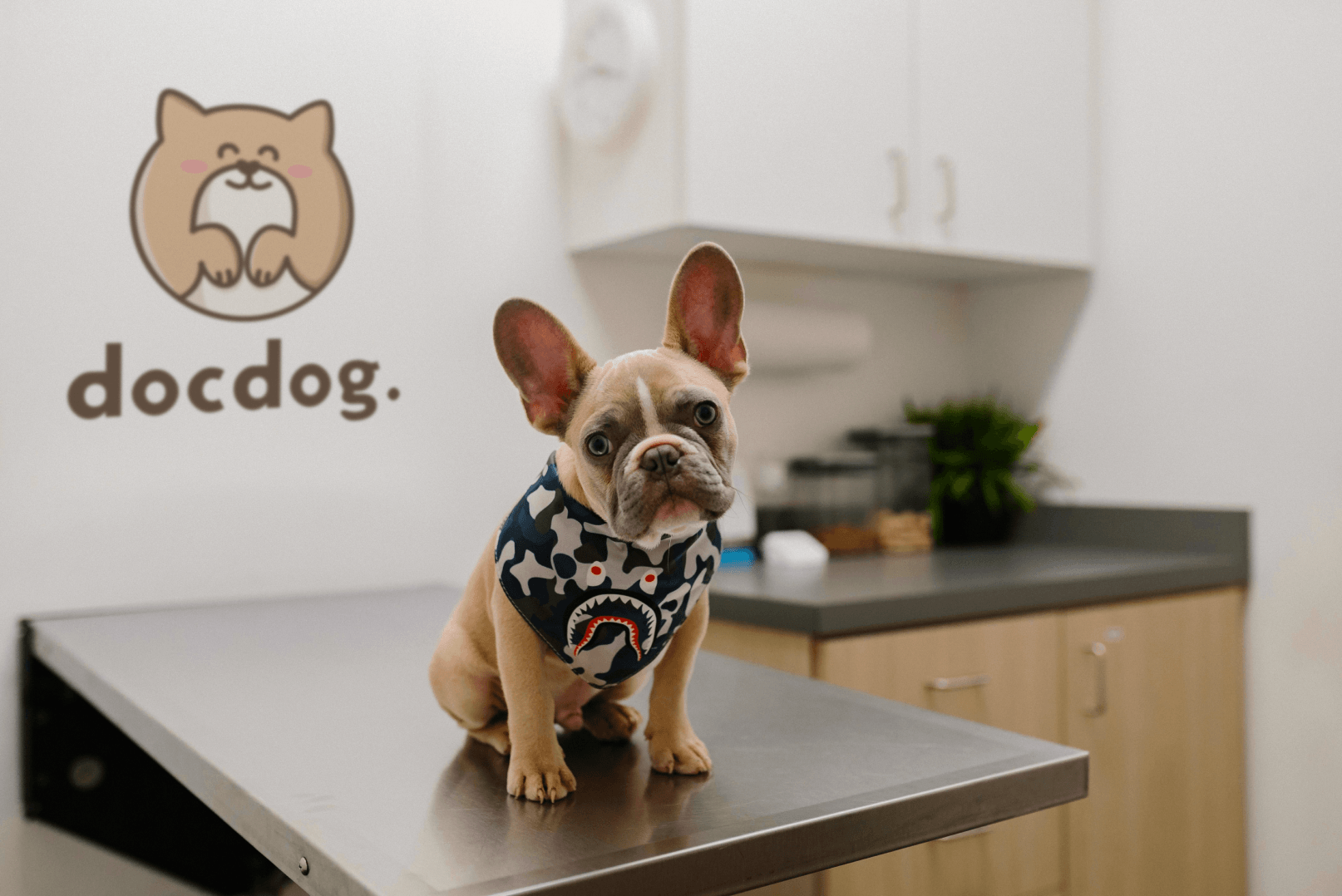 docdog. | Ветеринарная клиника | Логотип — Изображение №1 — Брендинг, Графика на Dprofile